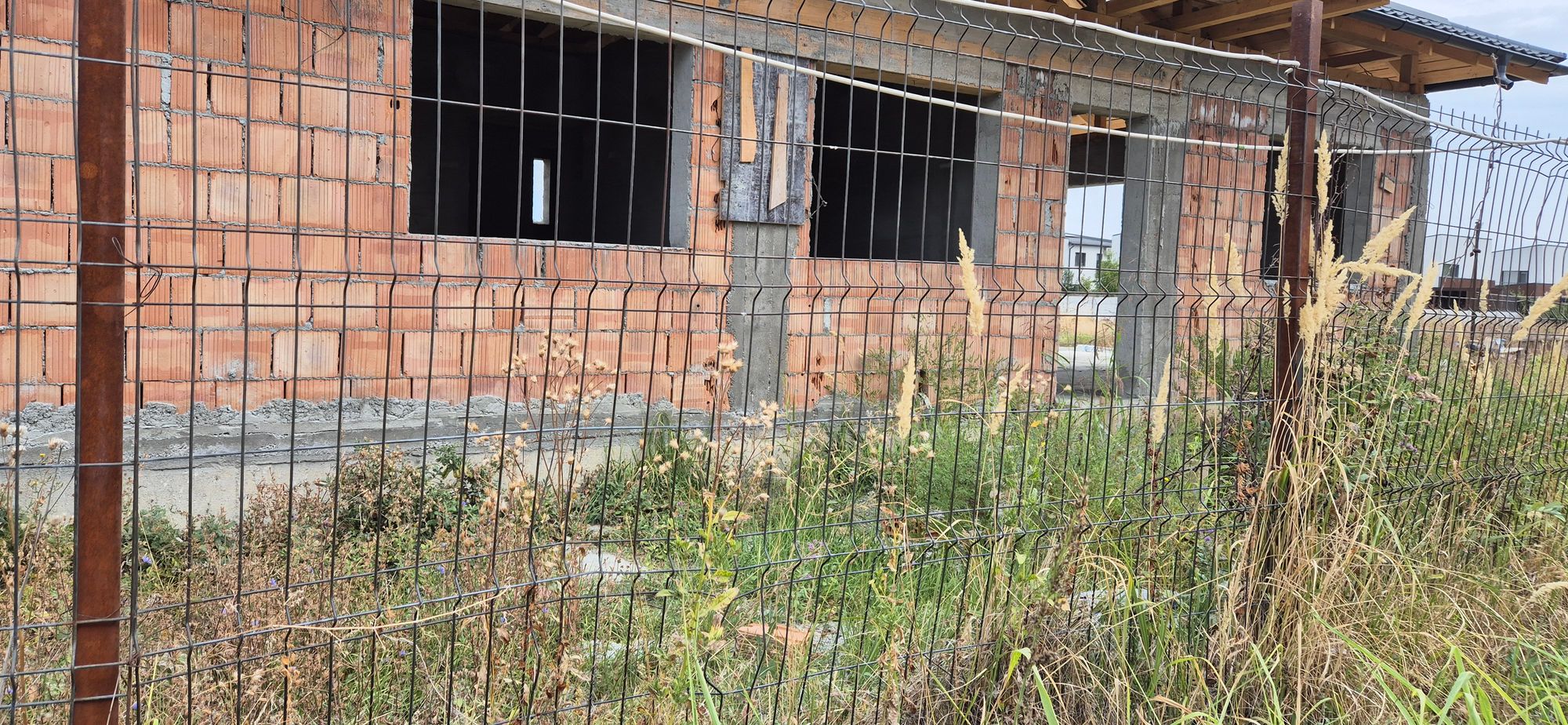 Ambrozie in Strada Murgului 23, Tunari, Comuna Tunari, Județul Ilfov - 20250910_103840.jpg