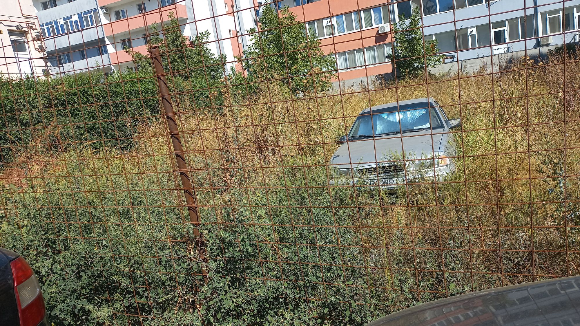 Ambrozie in Strada Biruinței 33C, Popești-Leordeni, Oraş Popeşti Leordeni, Județul Ilfov - 20250916_121237.jpg