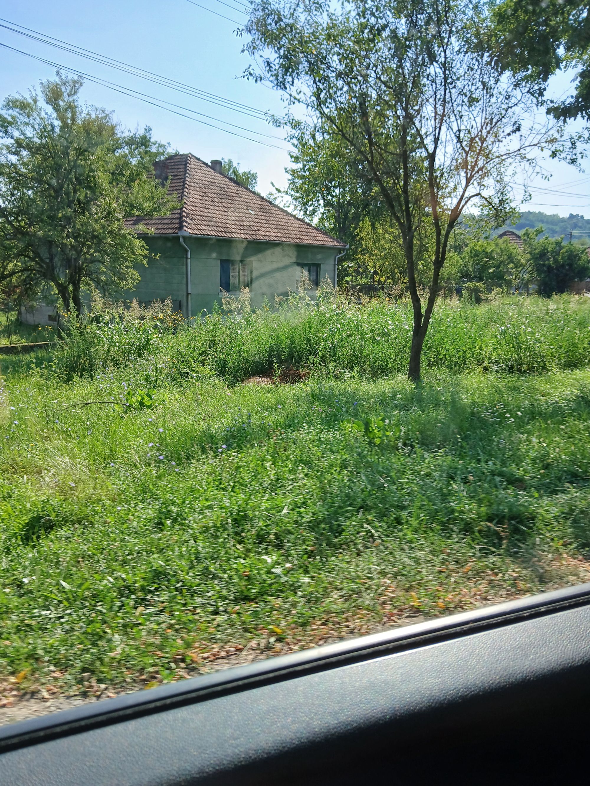 Ambrozie in DJ688 13, Dobra, Comuna Dobra, Județul Hunedoara - 20250817_104412.jpg