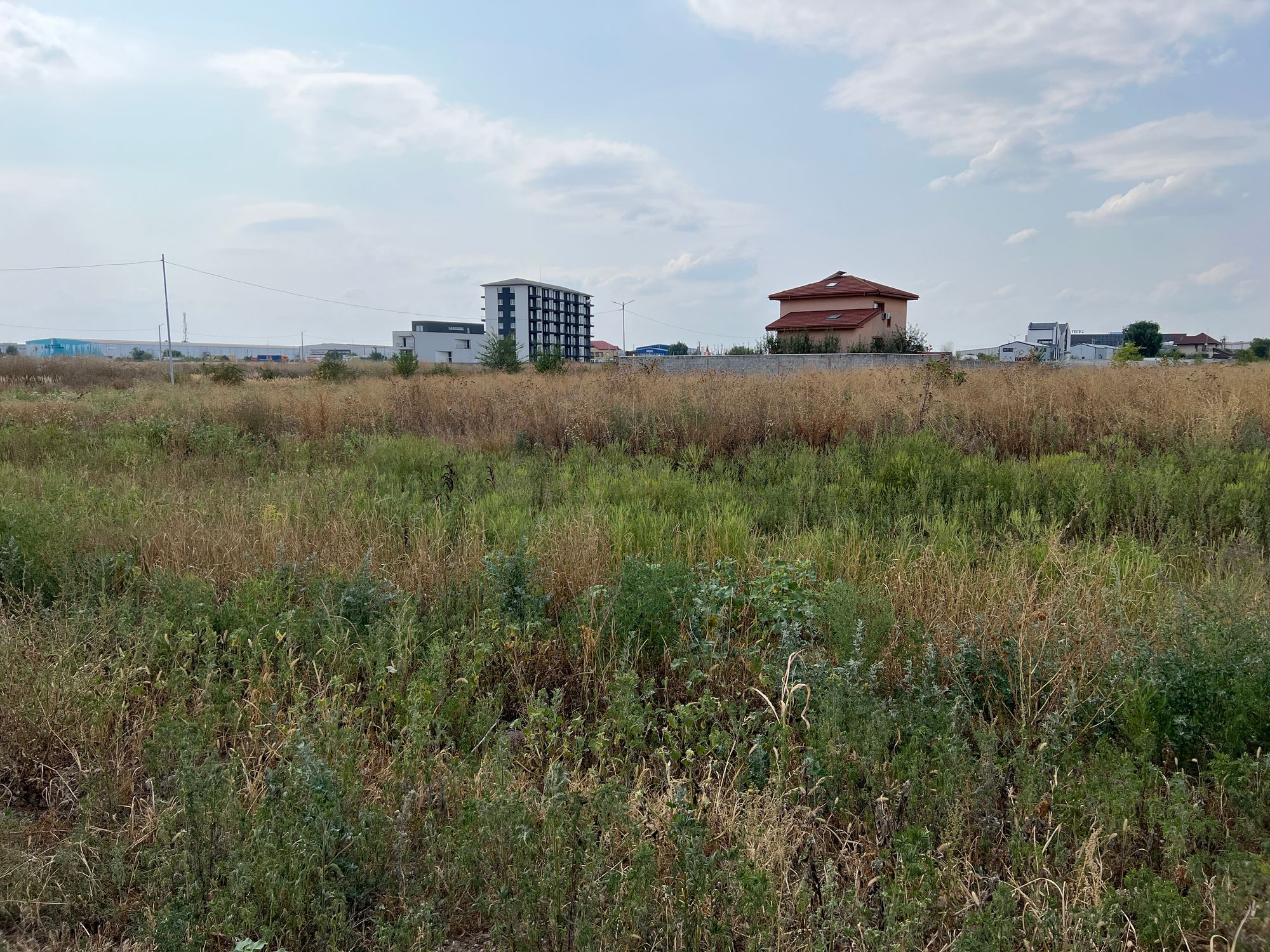 Ambrozie in Chiajna, Ilfov County - image.jpg