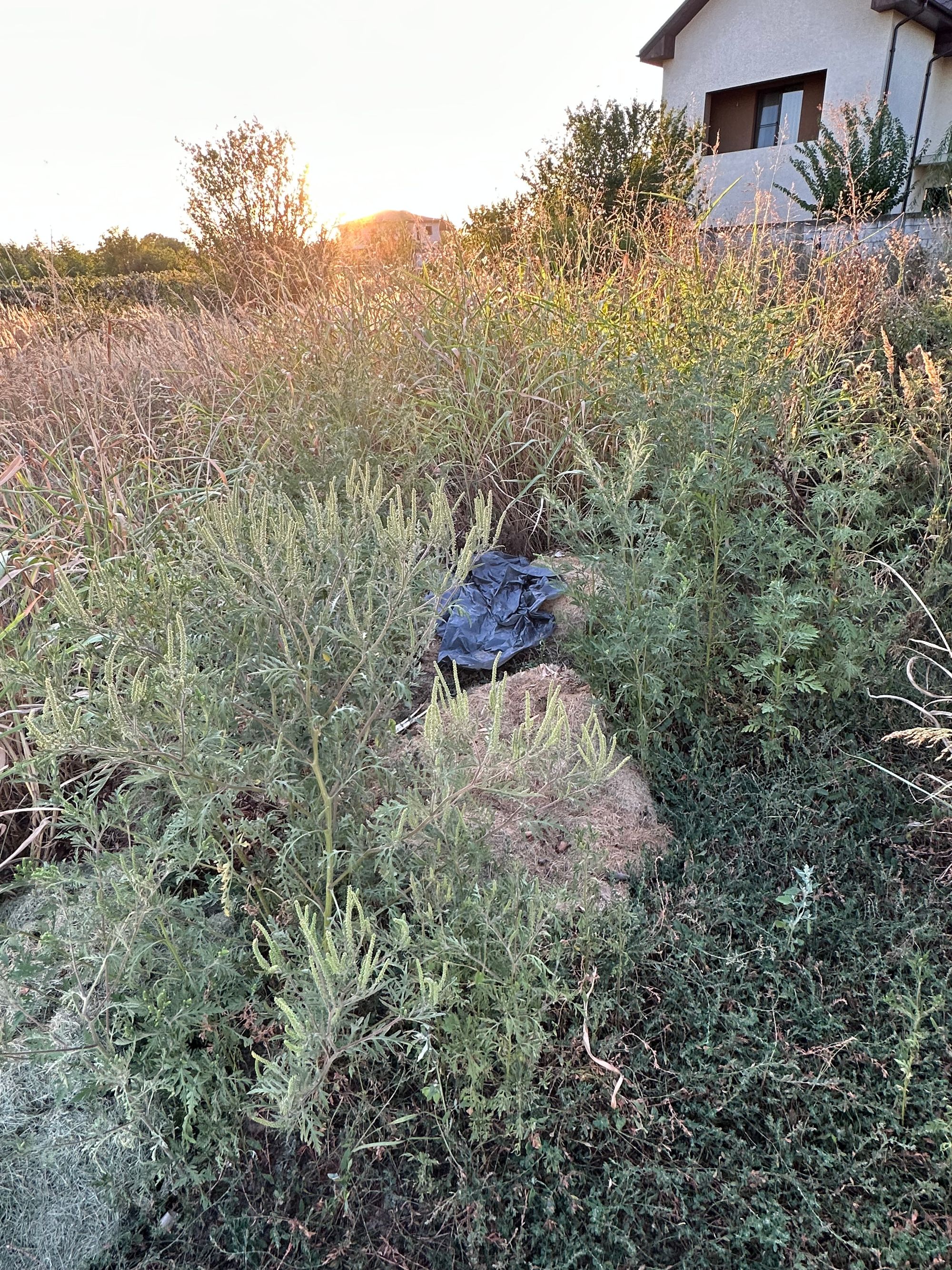 Ambrozie in Strada Ciocârliei 47, Clinceni, Comuna Clinceni, Județul Ilfov - IMG_4044.jpg