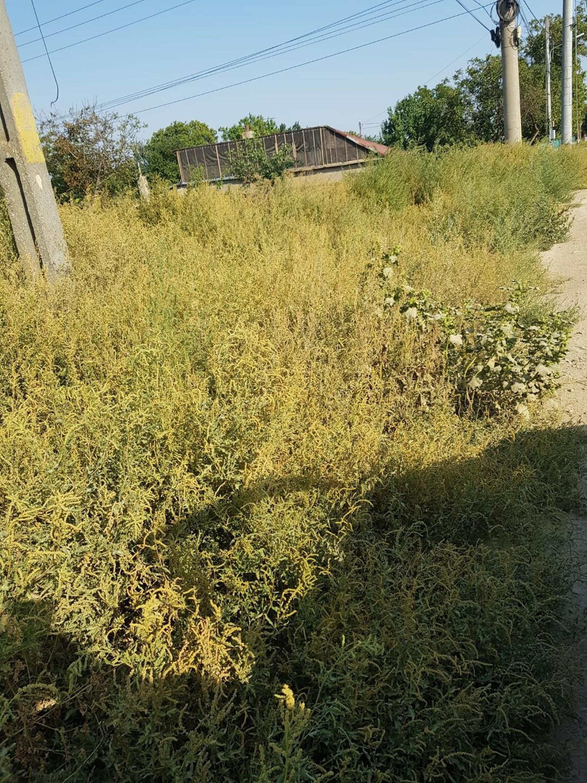 Ambrozie in Vărsătura, Comuna Chișcani, Județul Brăila - 1.jfif