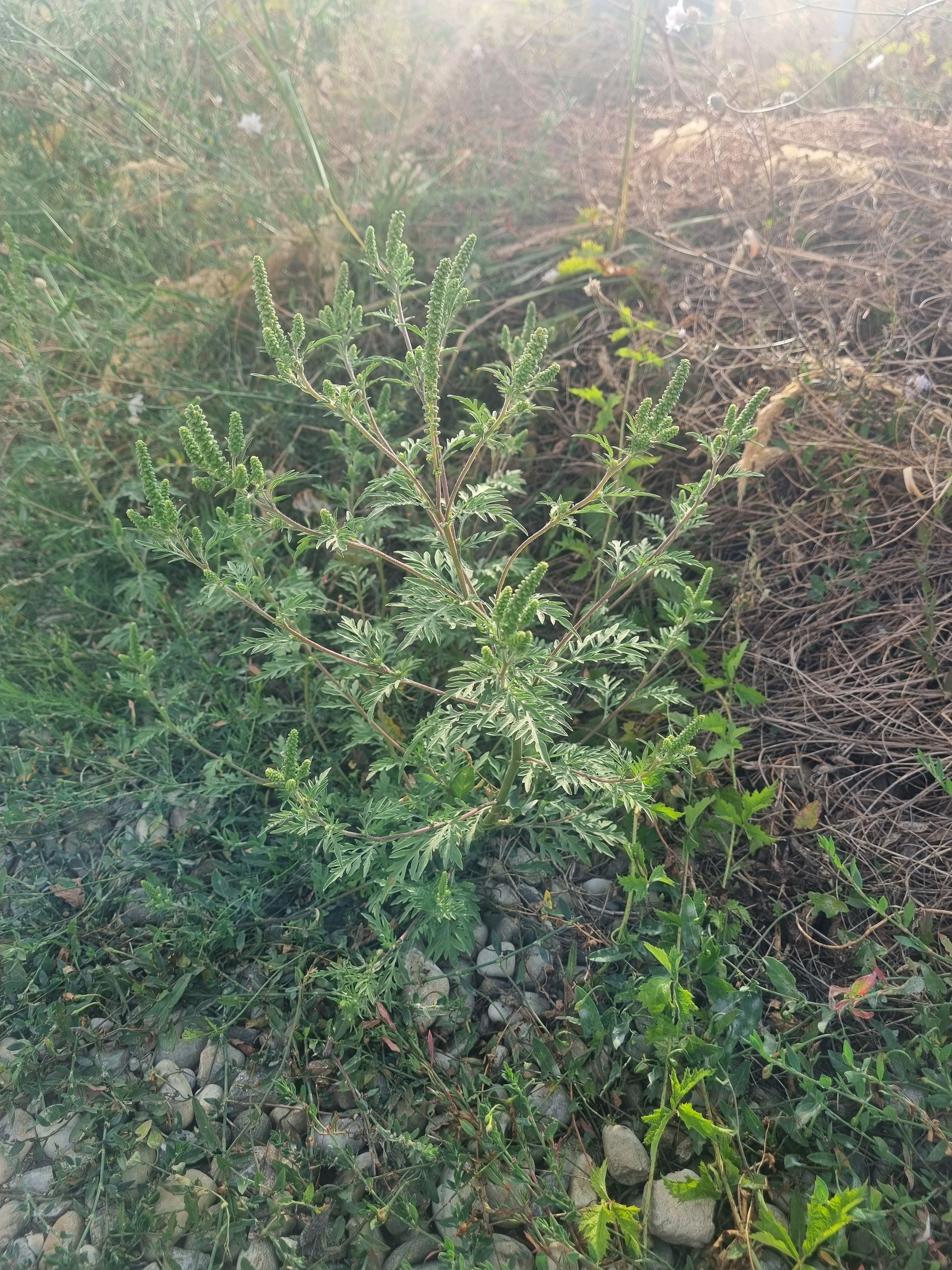 Ambrozie in strada LOTUS 40, Vidra, Comuna Vidra, Județul Ilfov - 20250822_174352.jpg