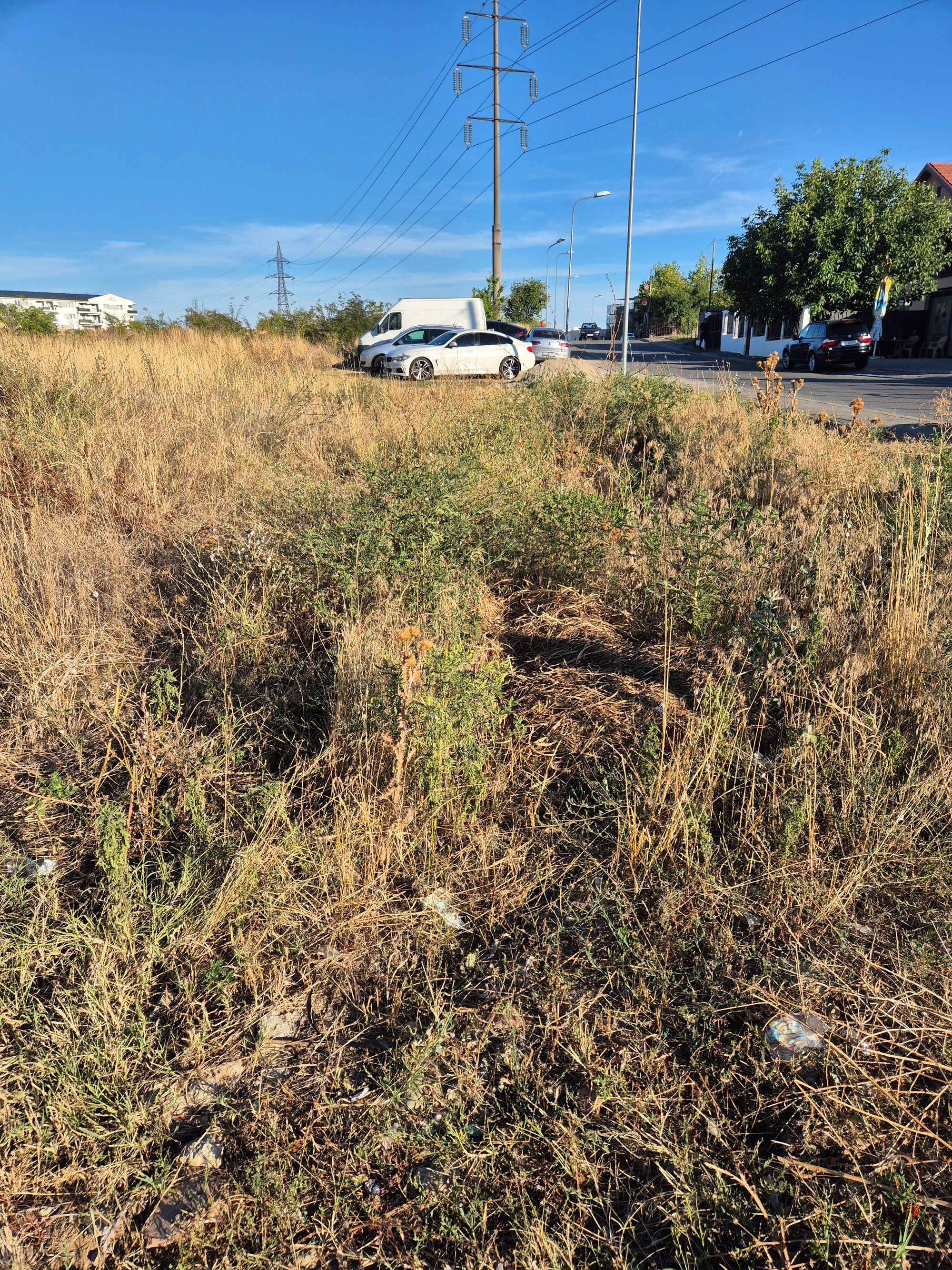 Ambrozie in Strada Geniştilor 2, Craiova, Municipiu Craiova, Județul Dolj - IMG_20250827_075858_659.jpg