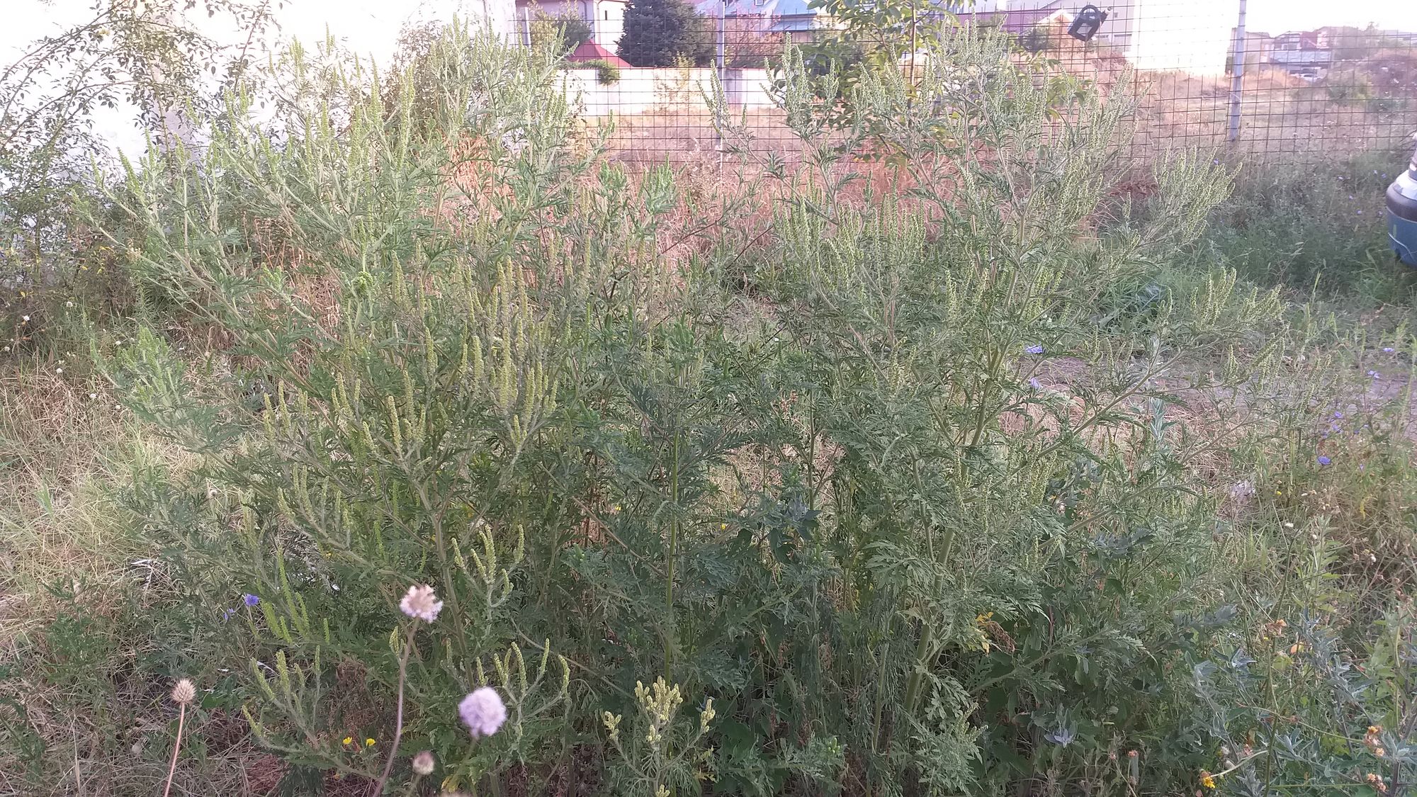 Ambrozie in Intrarea 1 Decembrie 1918 11, Roșu, Comuna Chiajna, Județul Ilfov - 20230823_071236.jpg