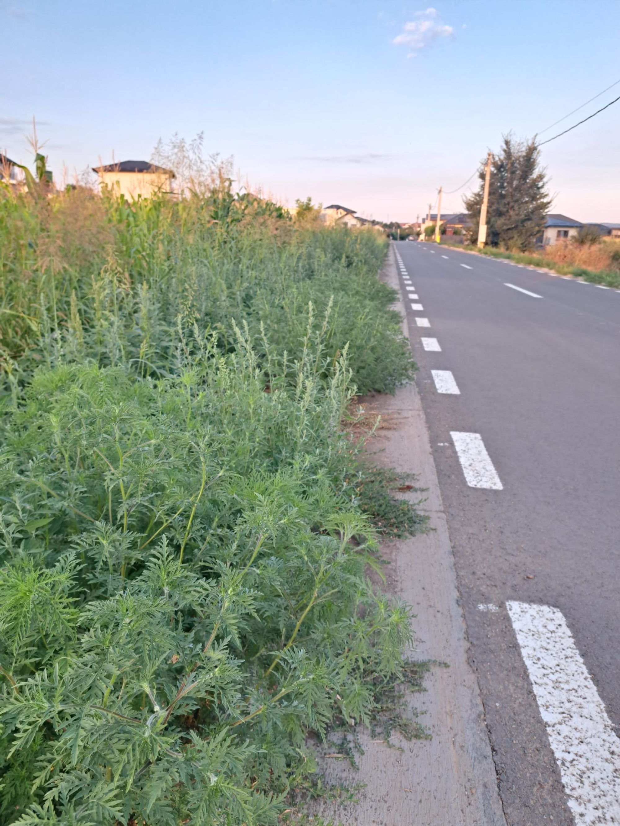 Ambrozie in Strada Văii 19, Iași, Comuna Miroslava, Județul Iași