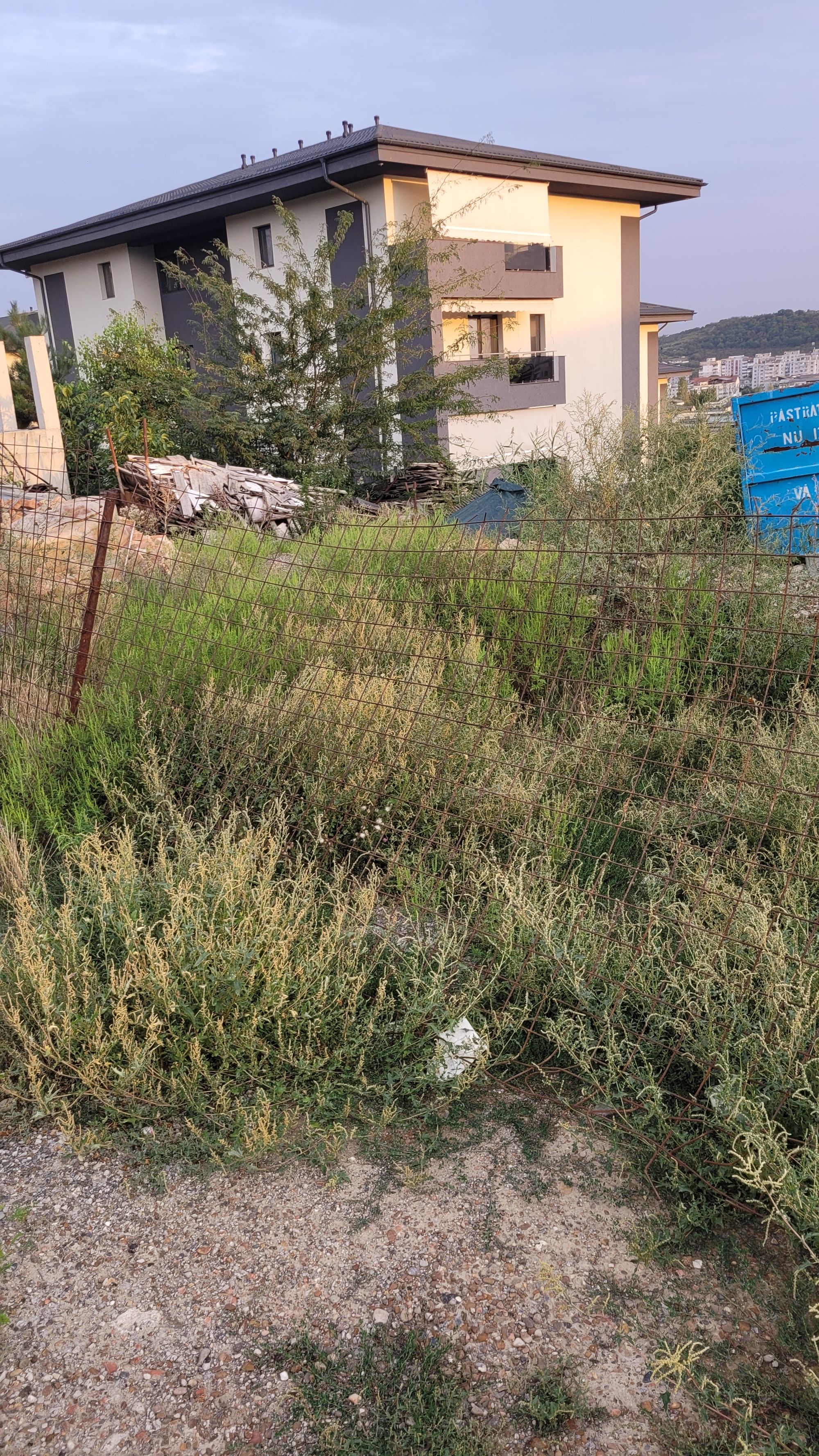 Ambrozie in Strada Nicolae Oblu 10a, Iași, Municipiu Iaşi, Județul Iași - 20240830_192648.jpg