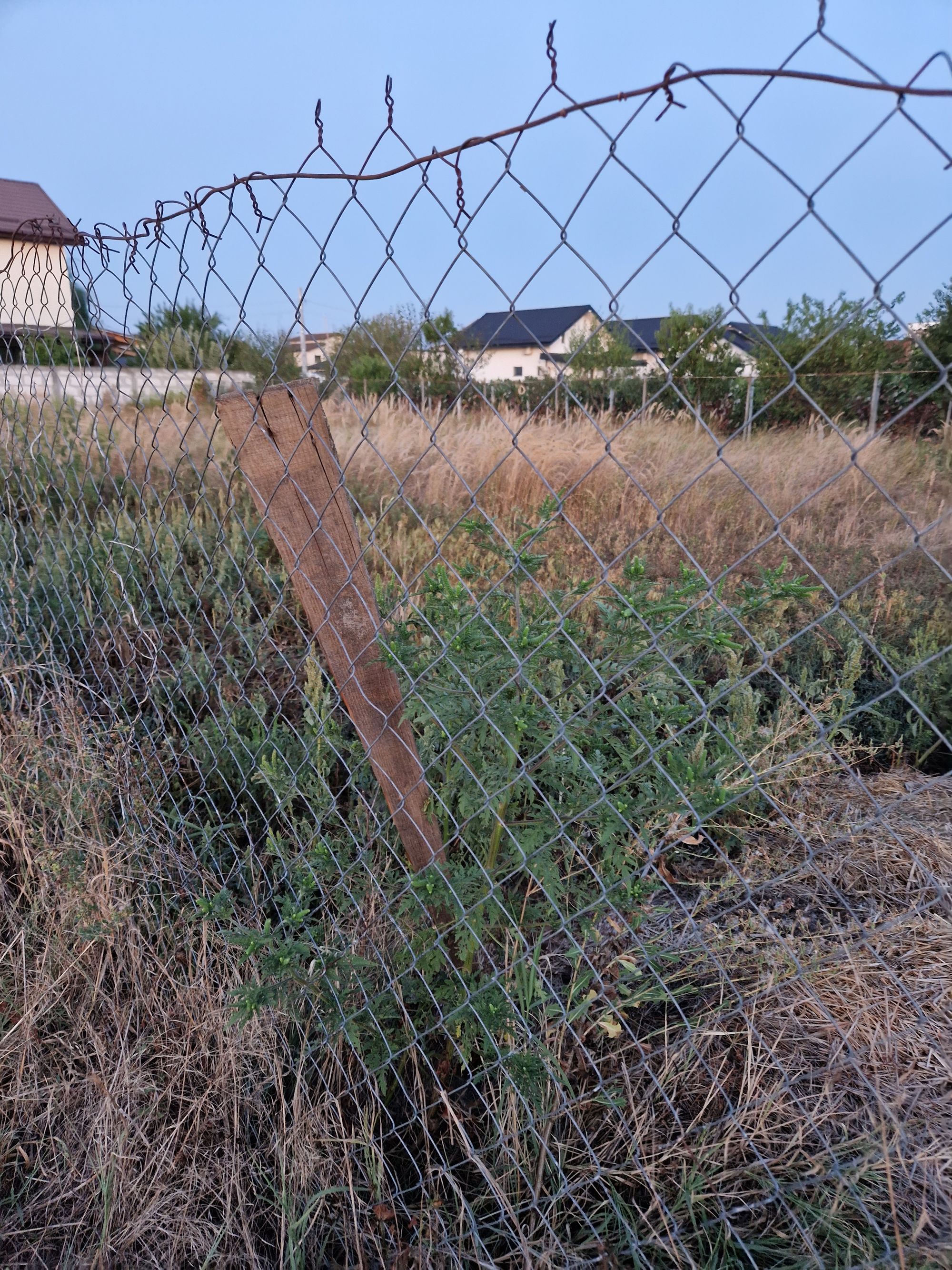 Ambrozie in Str. Mierlei 12a, Clinceni, Comuna Clinceni, Județul Ilfov - 20230827_202149.jpg