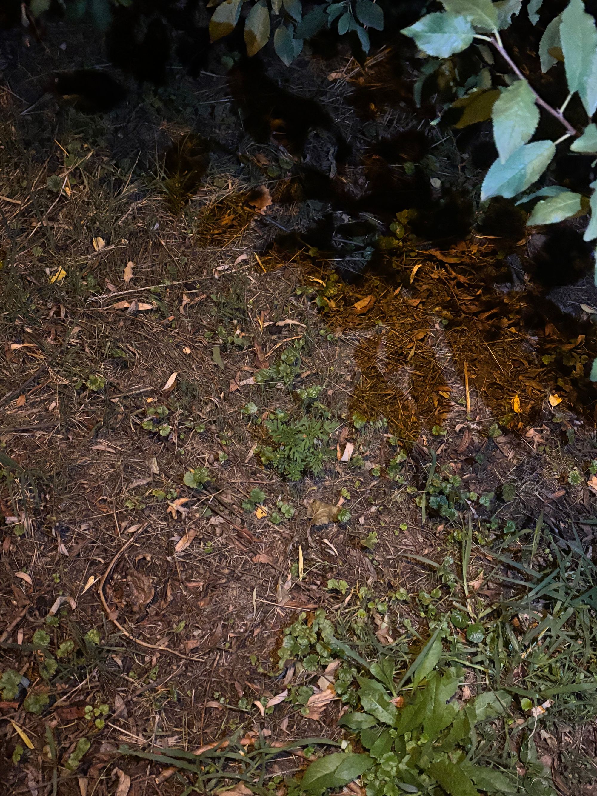 Ambrozie in Strada Ionel Teodoreanu 1b, Timișoara, Municipiu Timişoara, Județul Timiș