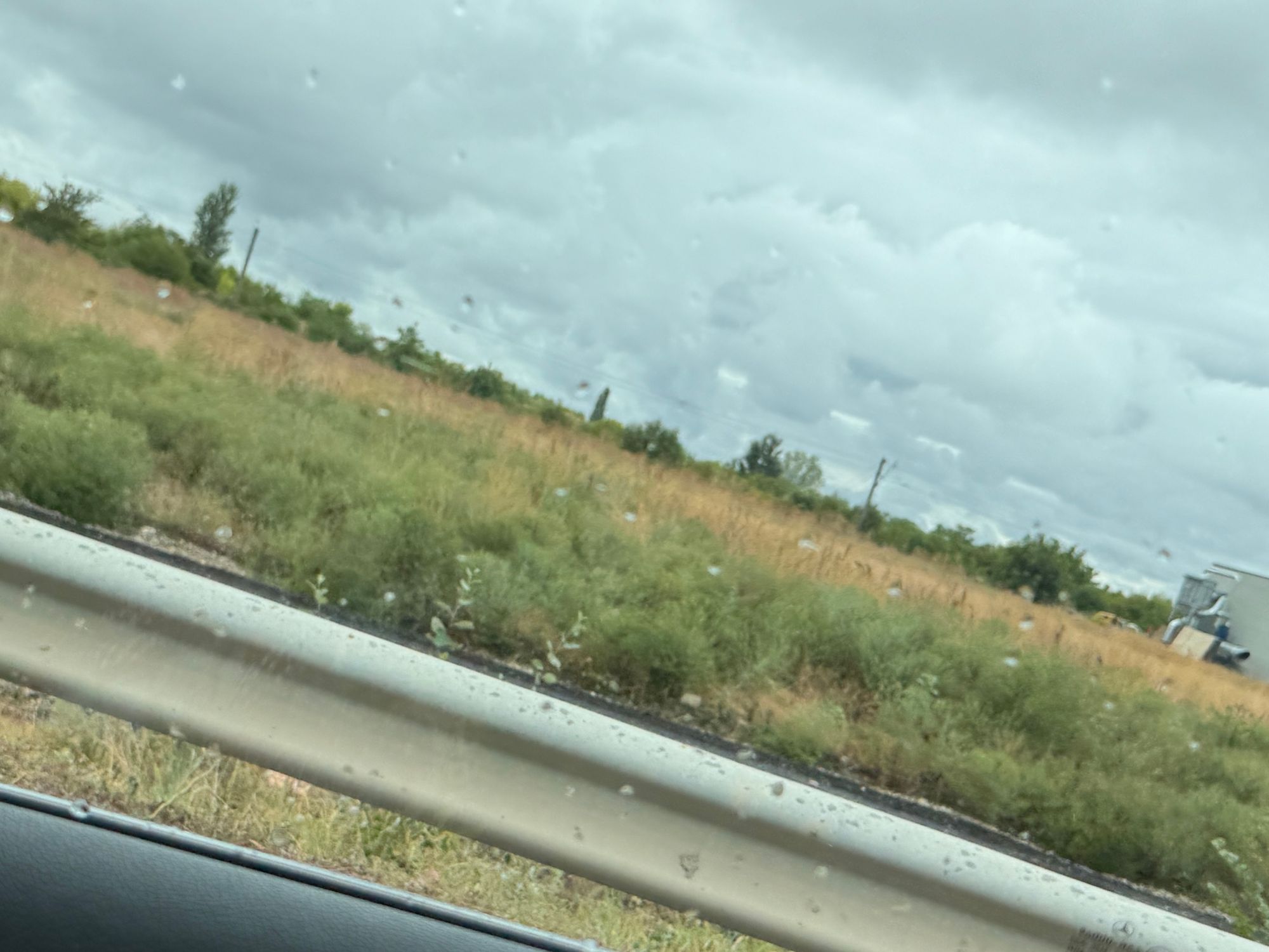 Ambrozie in Strada Ciobanului, Mogoșoaia, Comuna Mogoșoaia, Județul Ilfov