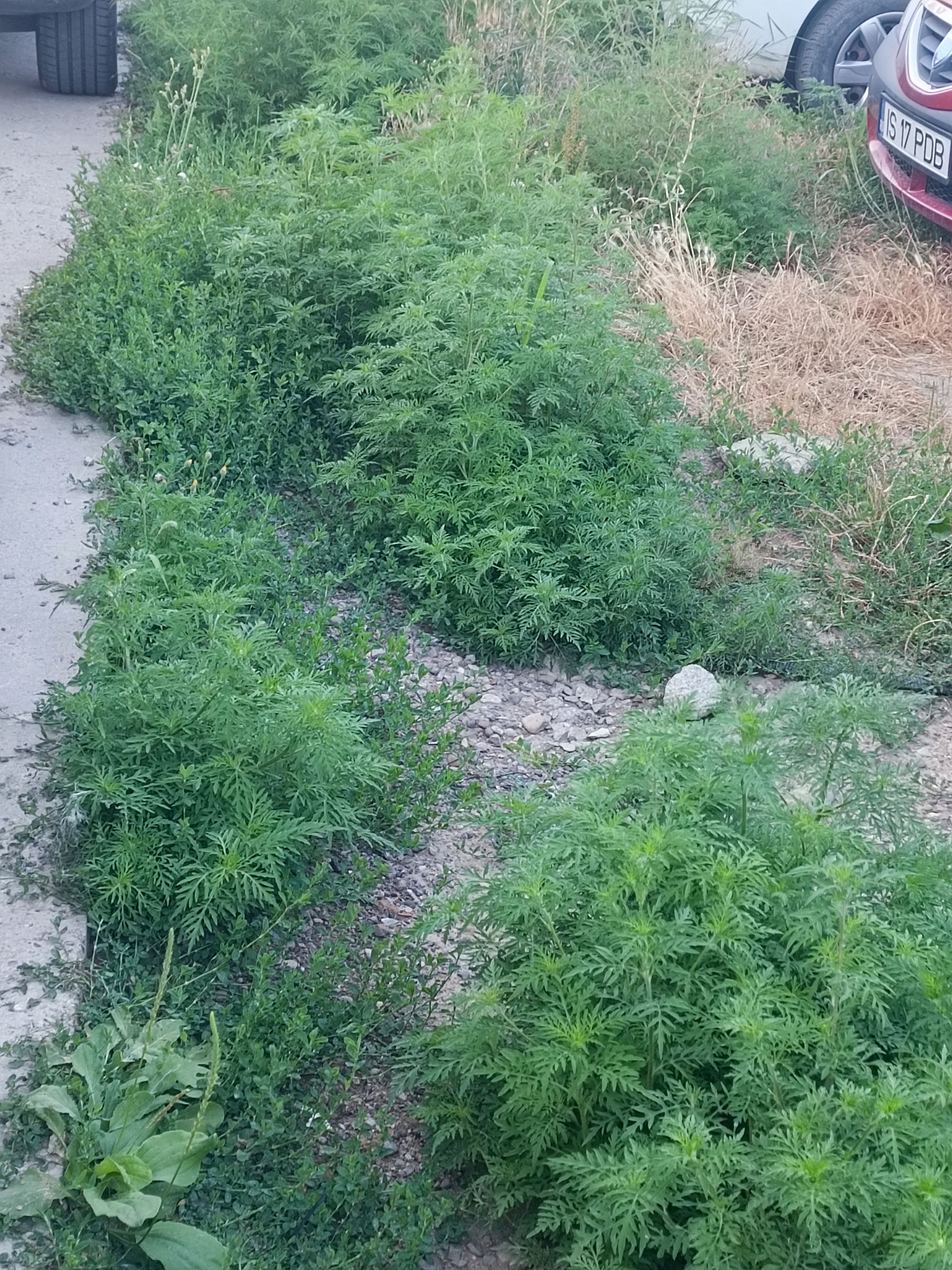 Ambrozie in Strada Luminii 18A, Valea Lupului, Comuna Valea Lupului, Județul Iași