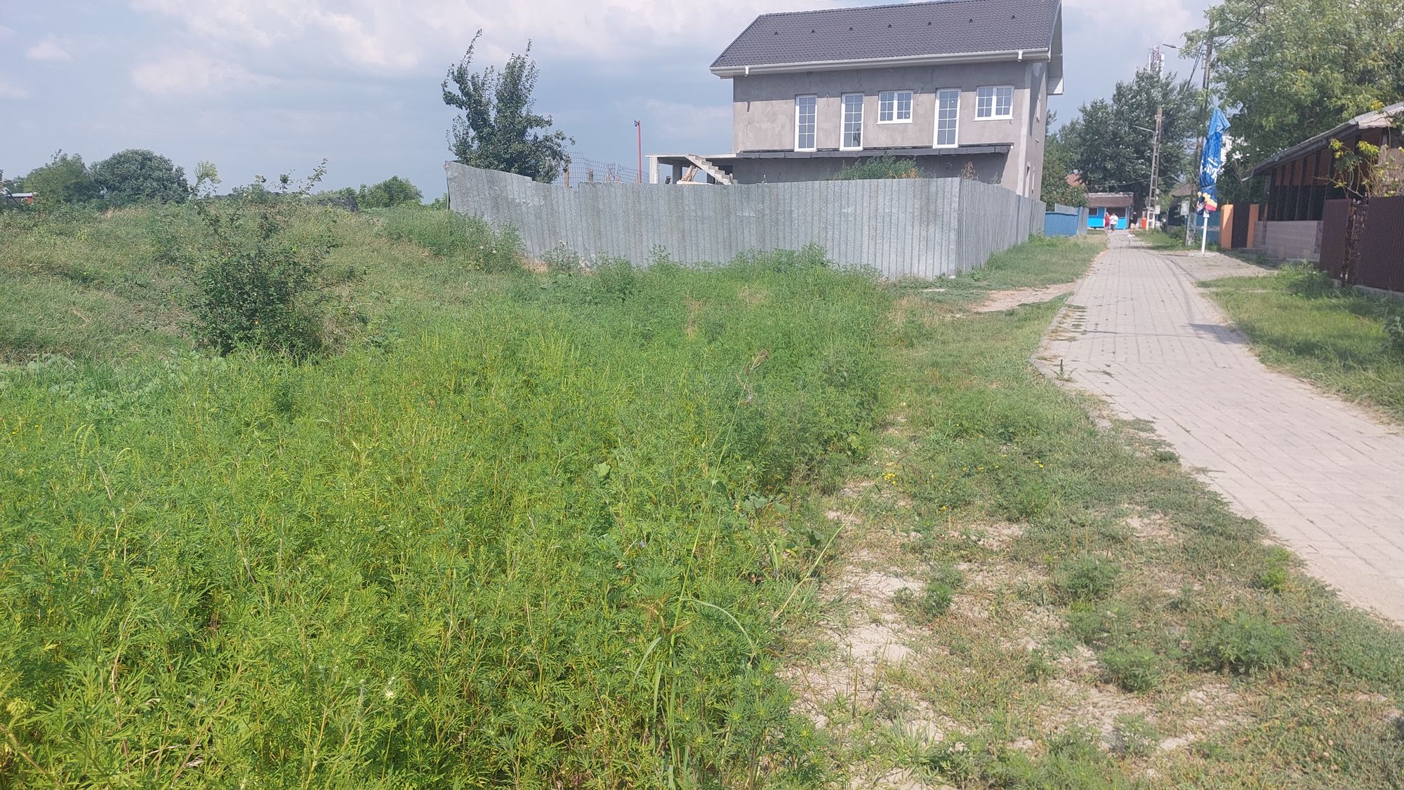 Ambrozie in Strada Nufărului 104, Mila 23, Comuna Crișan, Județul Tulcea