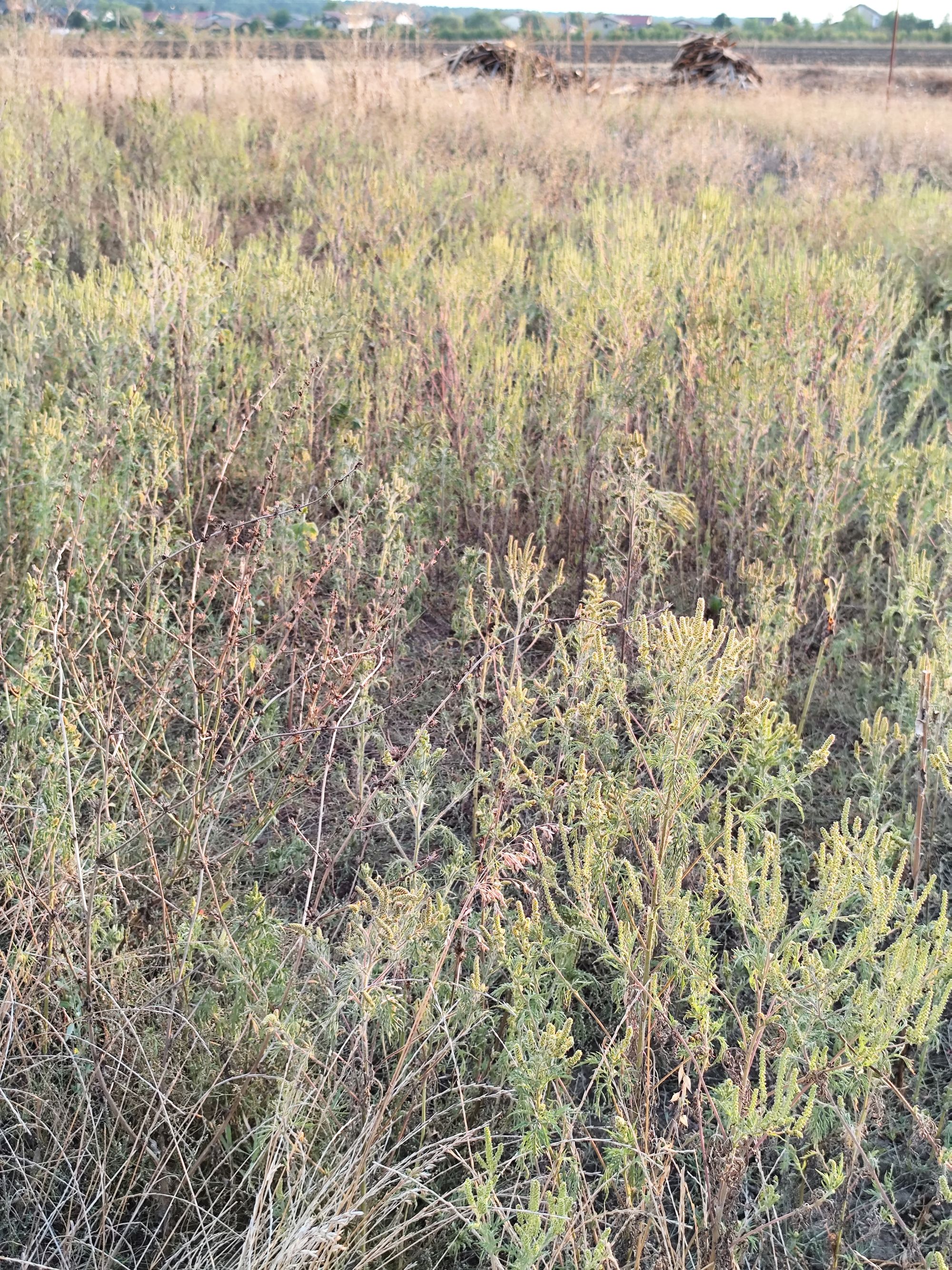 Ambrozie in Samurcași, Comuna Crevedia, Județul Dâmbovița - IMG_20250912_185133.jpg