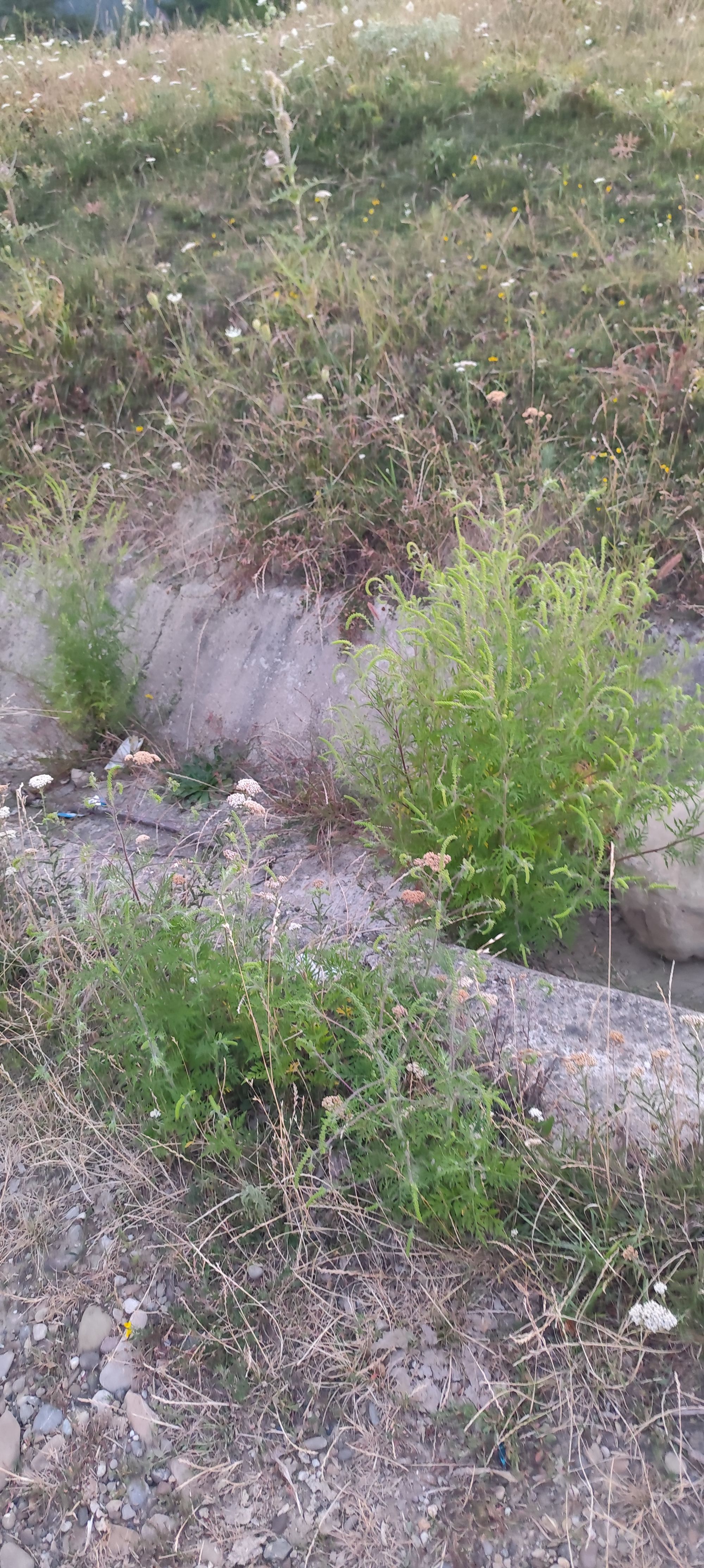 Ambrozie in Strada Parcului 6, Soveja, Comuna Soveja, Județul Vrancea - 1000146240.jpg