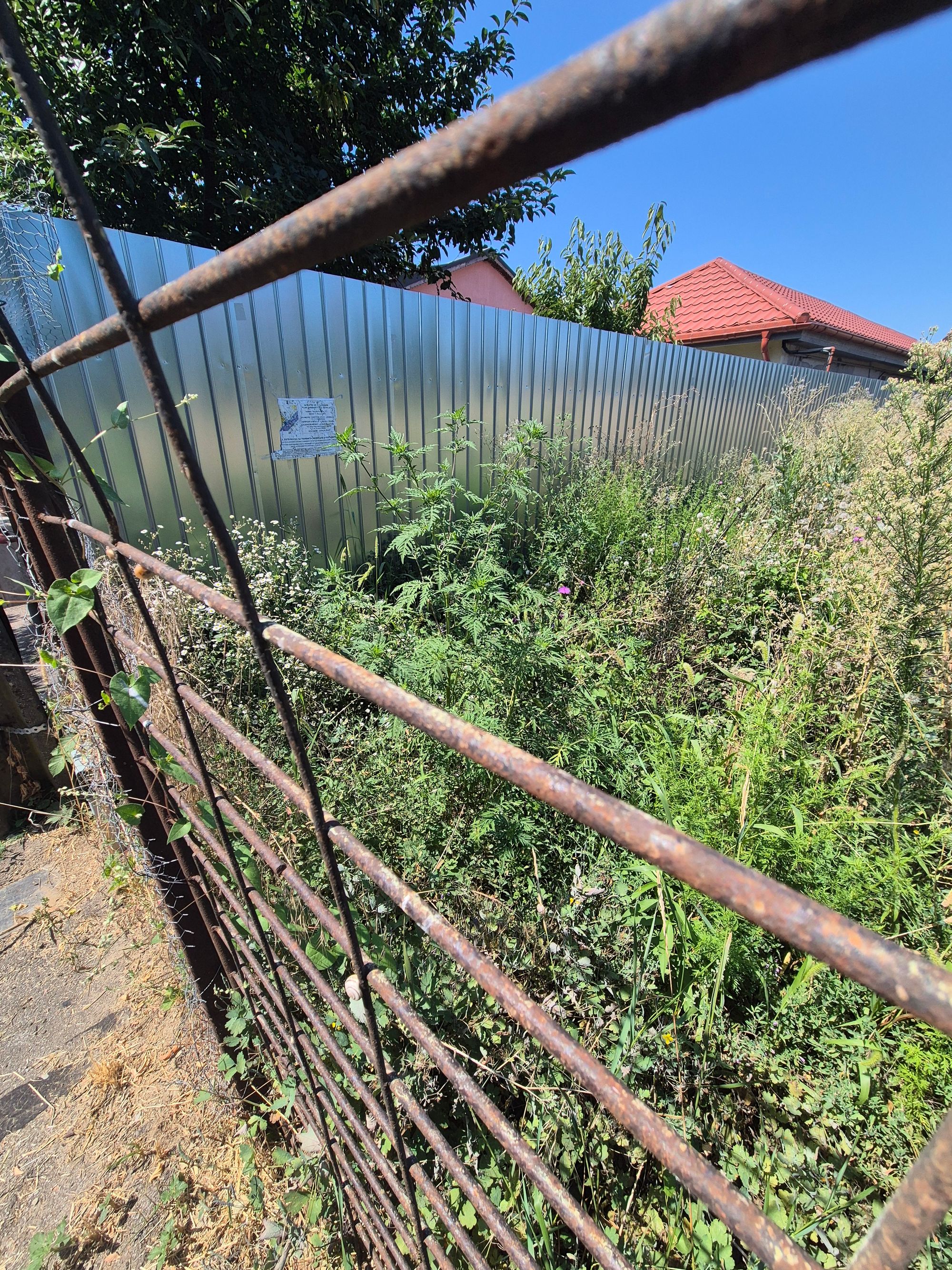 Ambrozie in Strada Aiud 26, Mogoșoaia, Municipiul București, București
