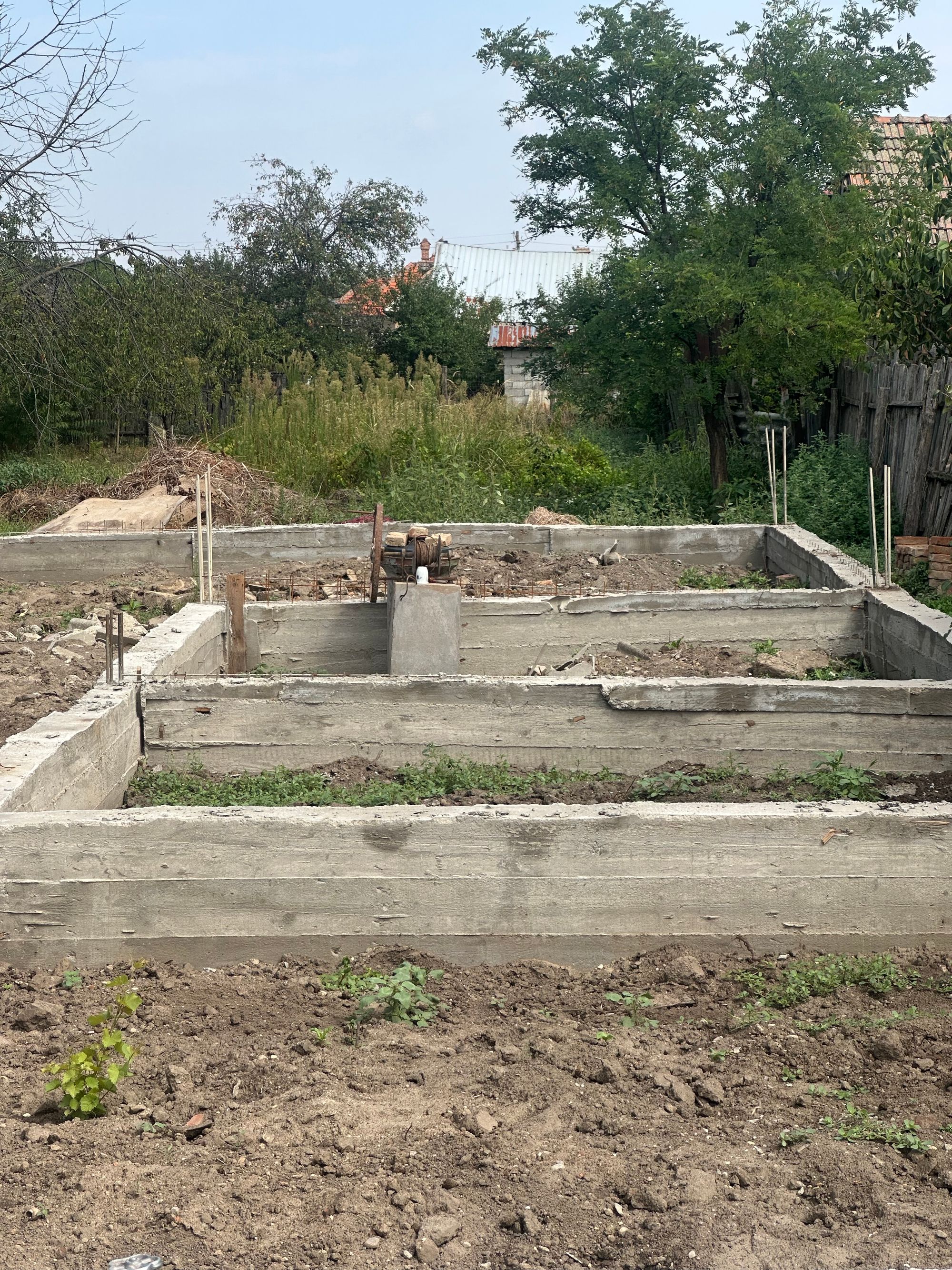 Ambrozie in Maglavit, Dolj County - IMG_6783.jpeg