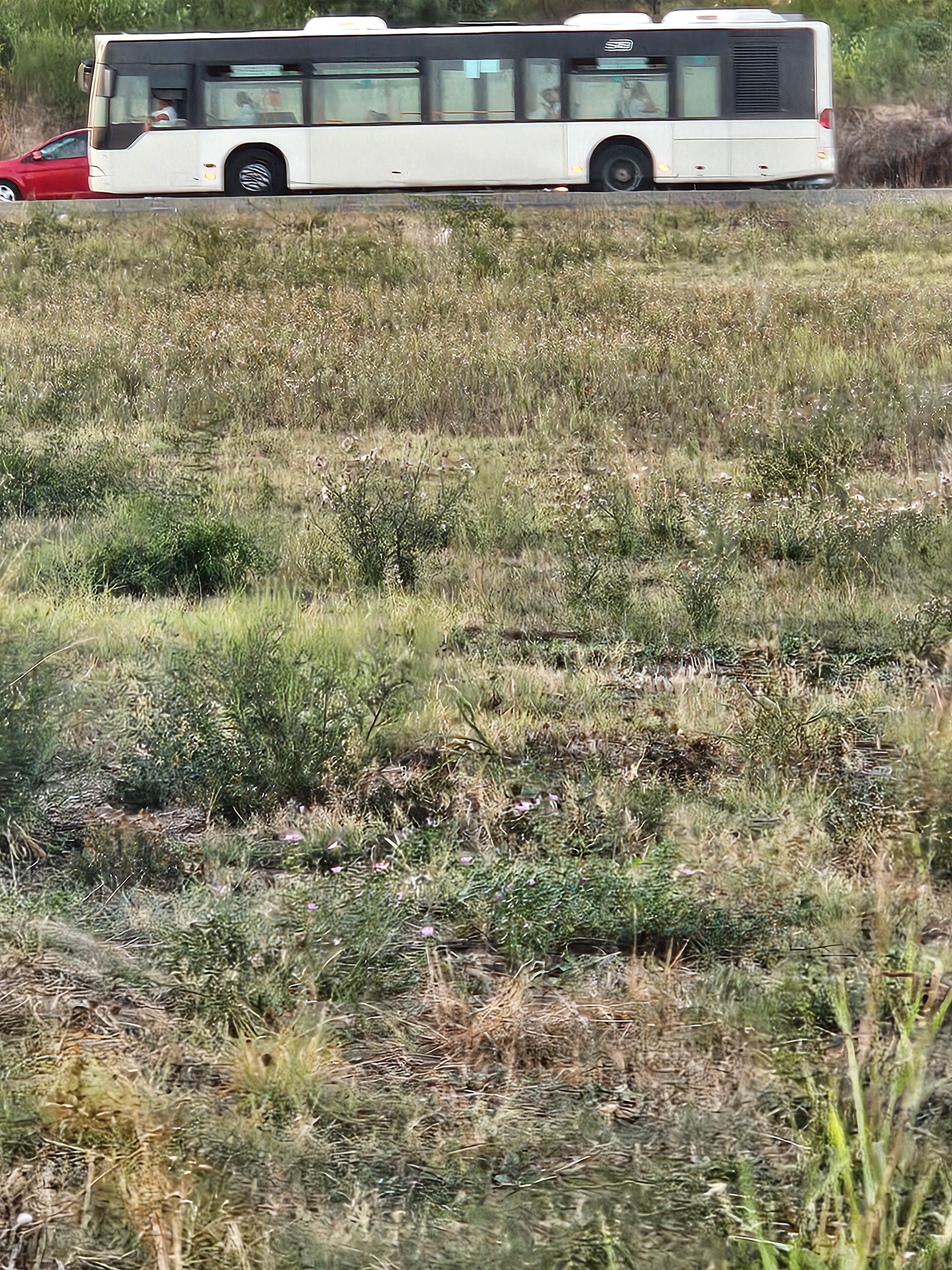 Ambrozie in București, Municipiul București - 20250915_191820.jpg