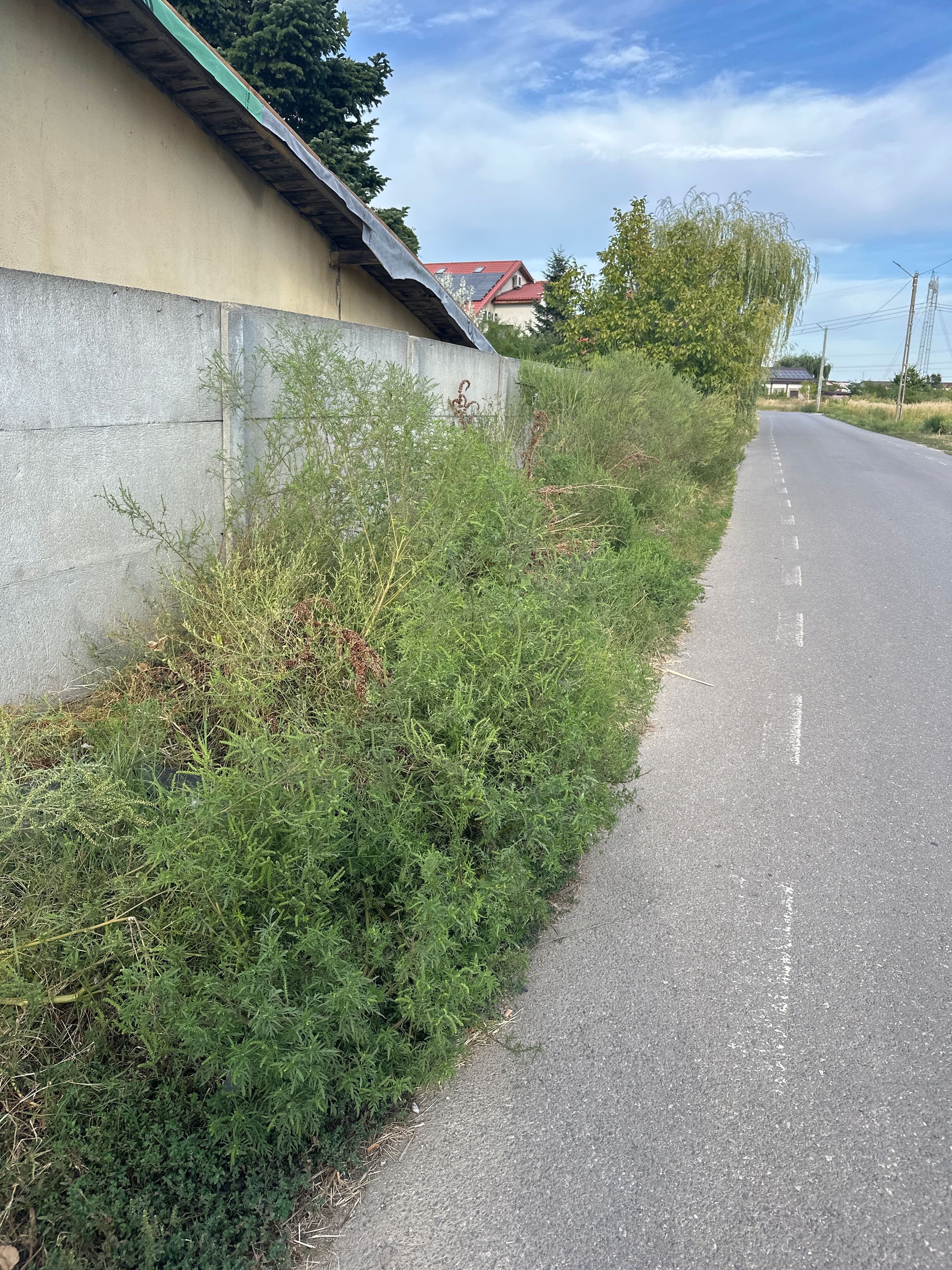Ambrozie in Strada Fortului 128, Olteni, Comuna Clinceni, Județul Ilfov