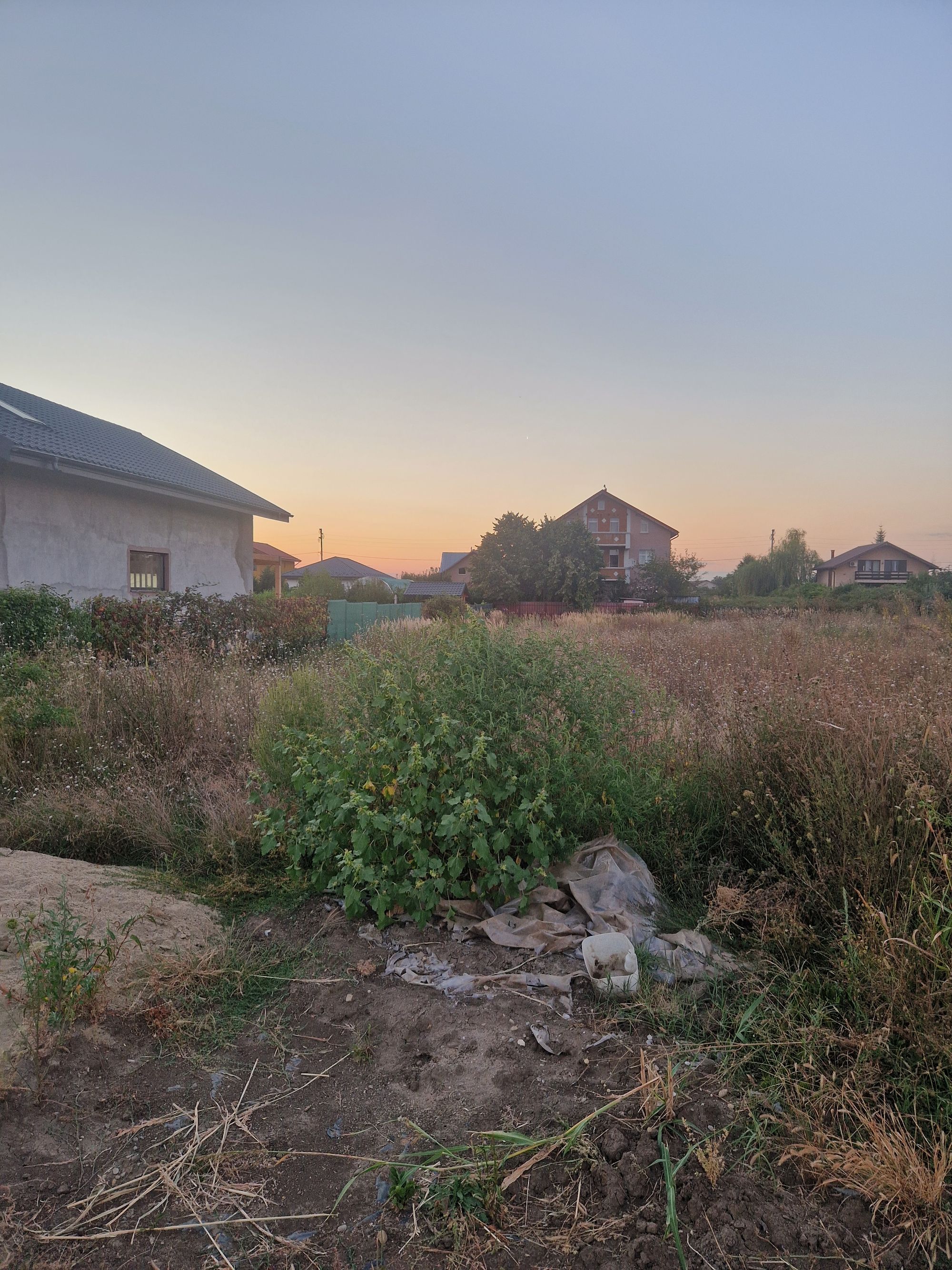 Ambrozie in Strada Octavian Goga 73, Moara Vlăsiei, Comuna Moara Vlăsiei, Județul Ilfov