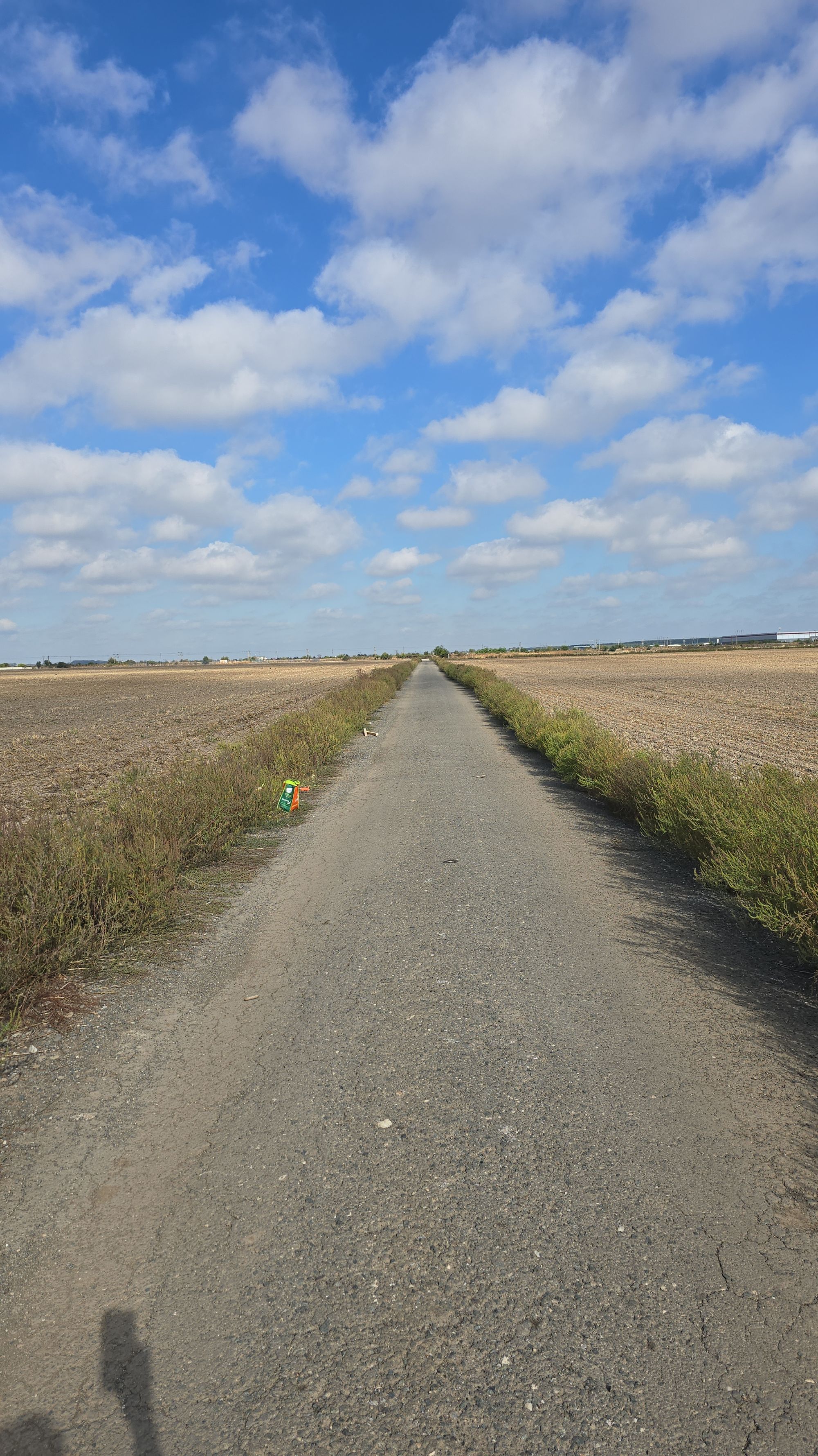 Ambrozie in Strada Ciocârliei 105, Domnești, Comuna Domnești, Județul Ilfov - IMG-20250923-WA0001.jpeg
