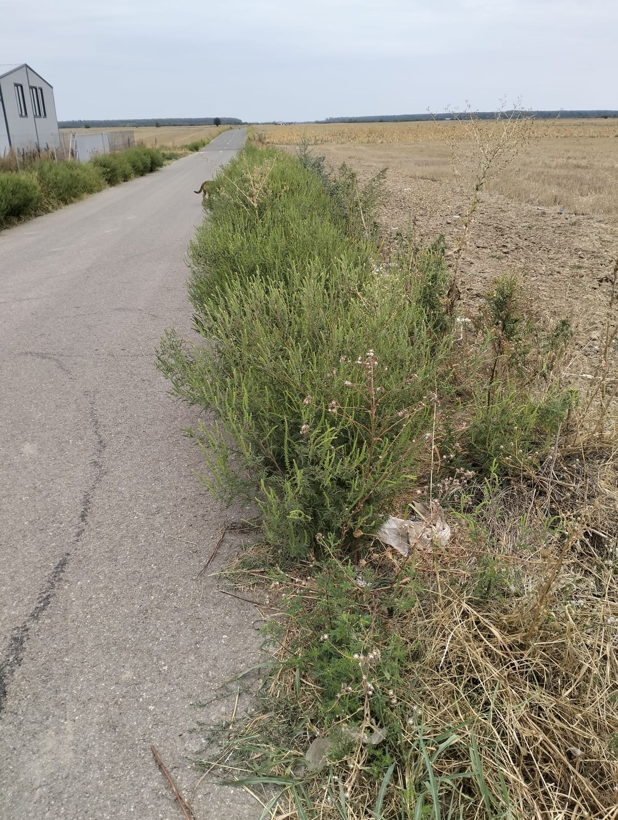 Ambrozie in Căscioarele, Comuna Ulmi, Județul Giurgiu - ab7f42a7-e715-4cb9-b0f0-85b82e3c051e.jpeg