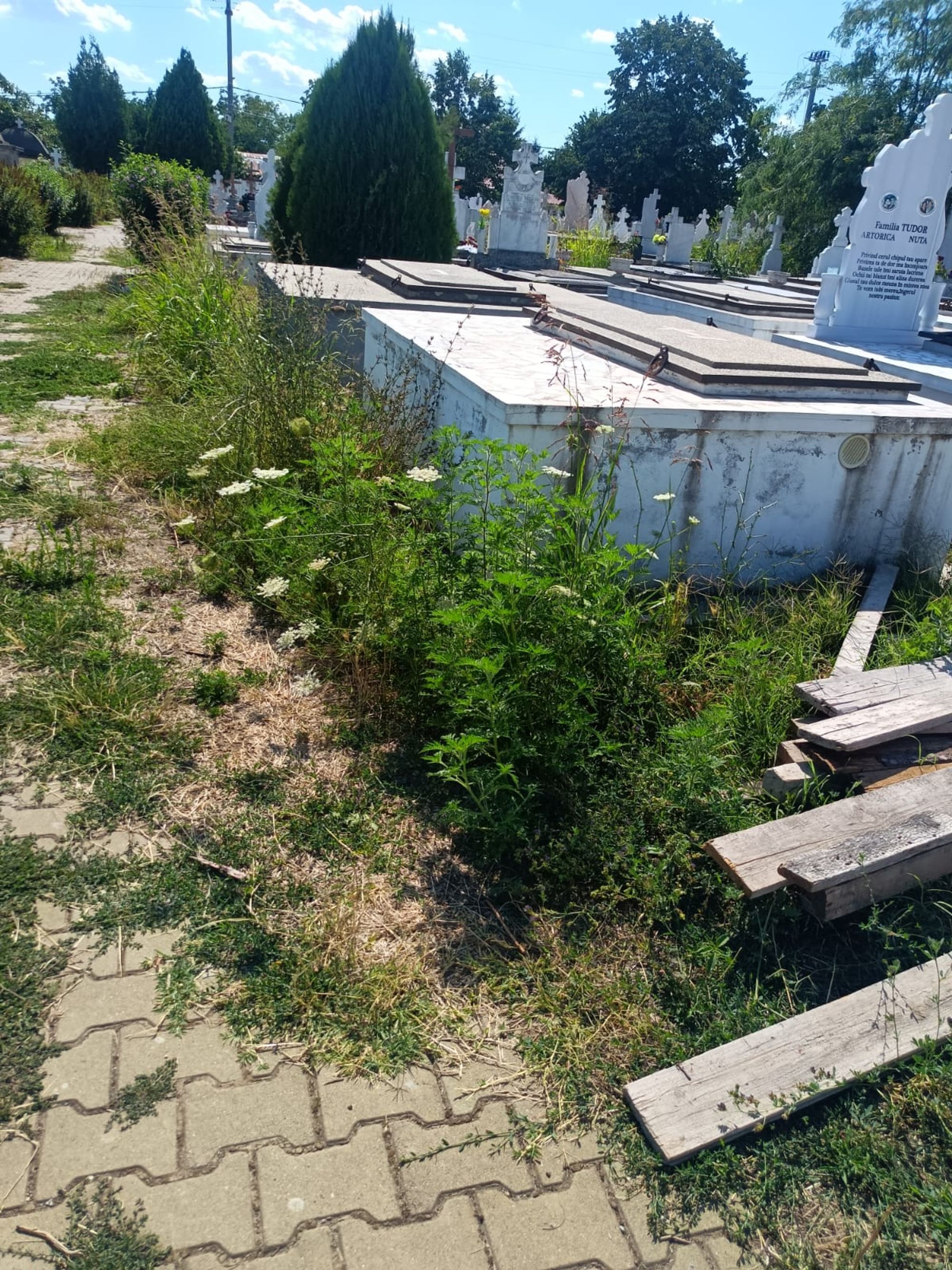 Ambrozie in Strada Primăverii 42, Bolintin-Deal, Comună Bolintin-deal, Județul Giurgiu