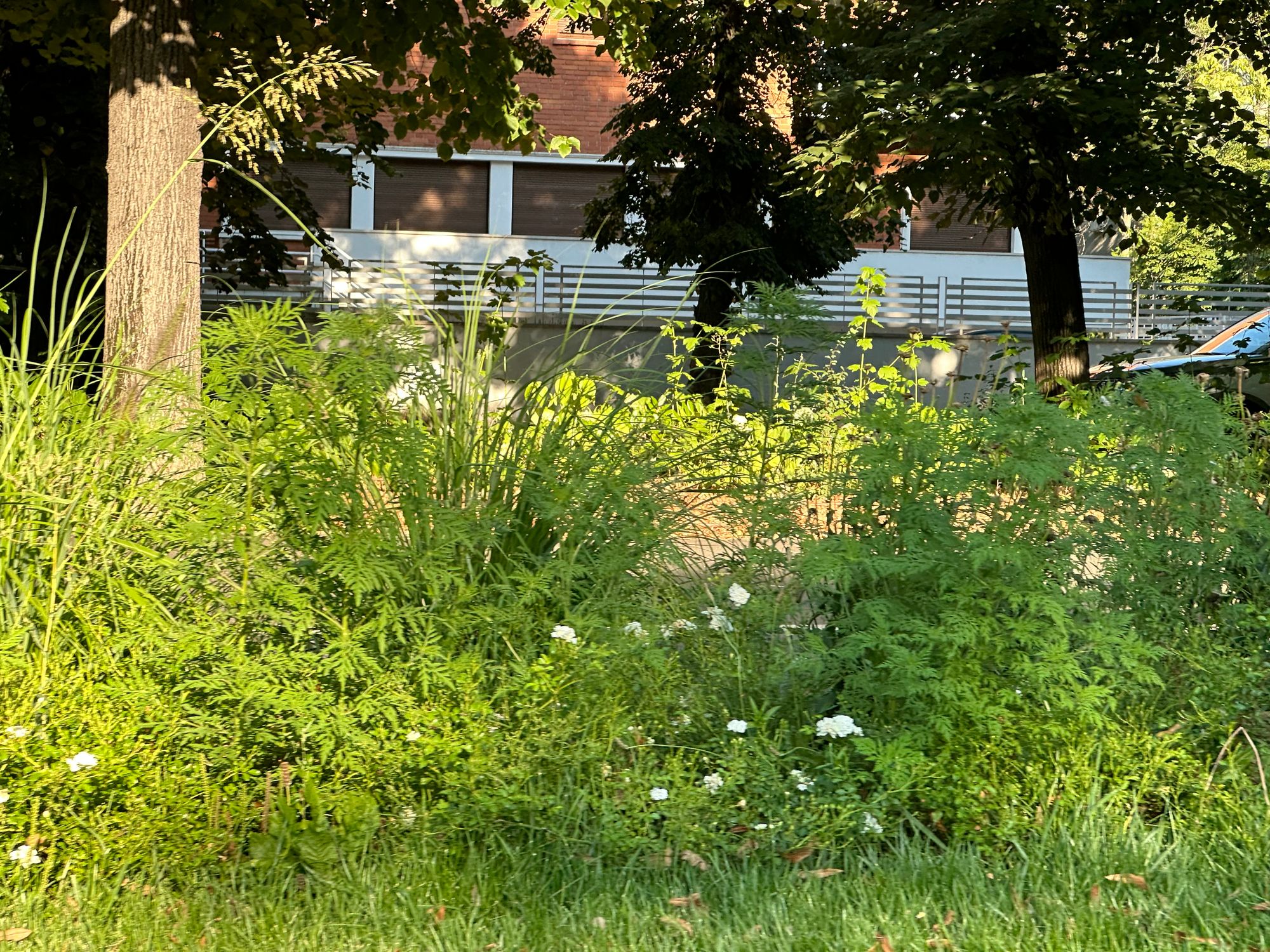 Ambrozie in Bulevardul Aviatorilor 22, București, Municipiul București - IMG_0833.jpeg