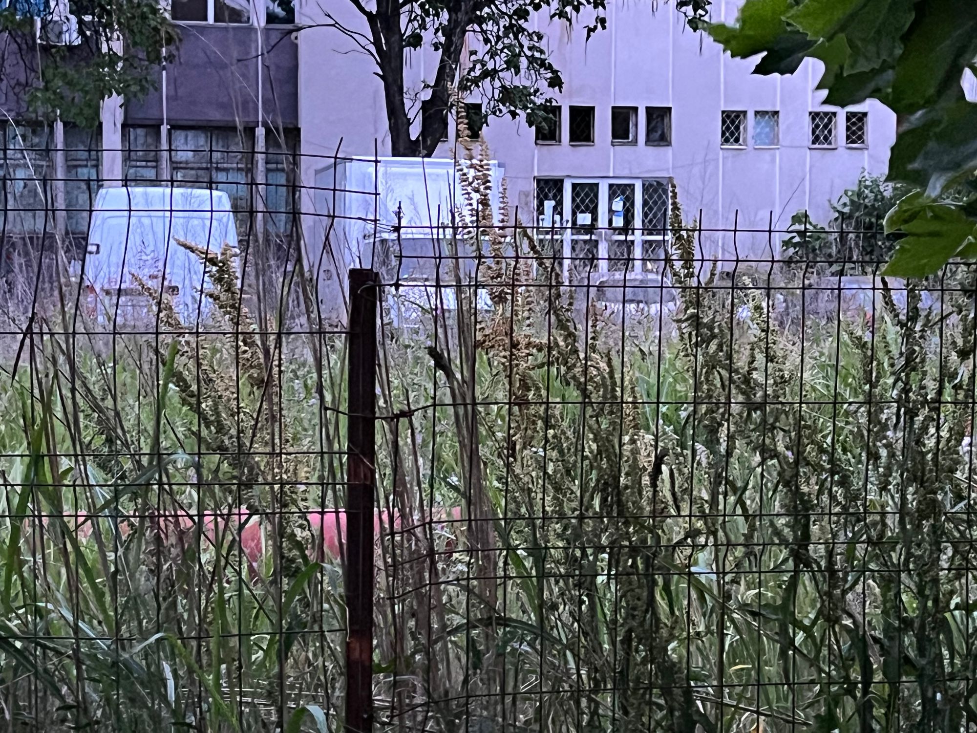 Ambrozie in București, Municipiul București - 2AA4A804-8402-4DBC-9370-F5A40E44AF60.jpeg