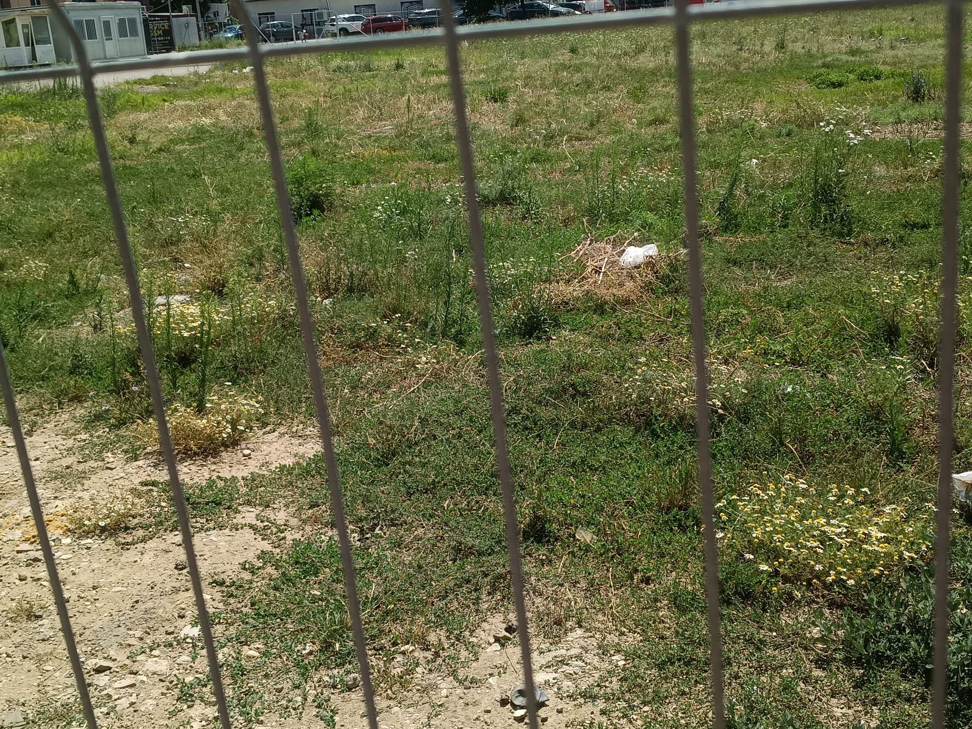 Ambrozie in Strada Tineretului 33 C, Roșu, Comuna Chiajna, Județul Ilfov - ambrozie2.jpeg