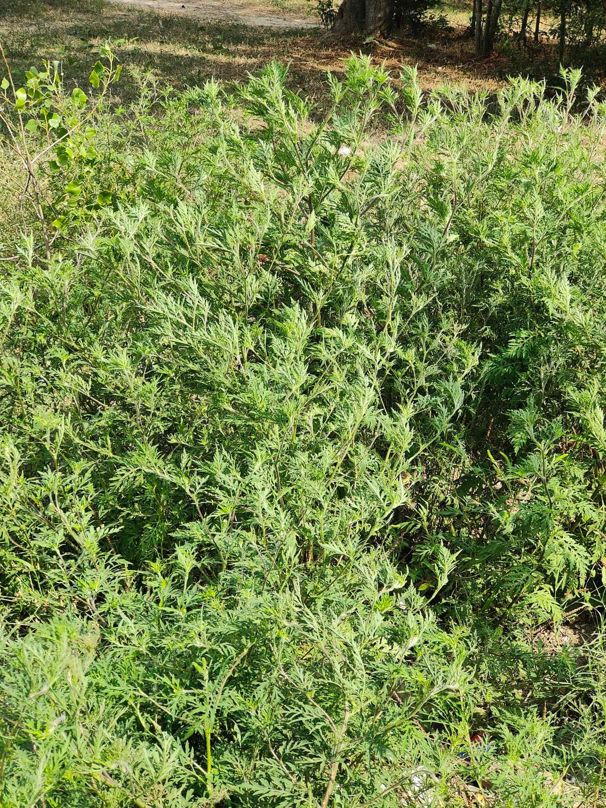 Ambrozie in Aleea Solidarității 6, Constanța, Municipiul Constanța, Județul Constanța - received_680032974025020.jpeg