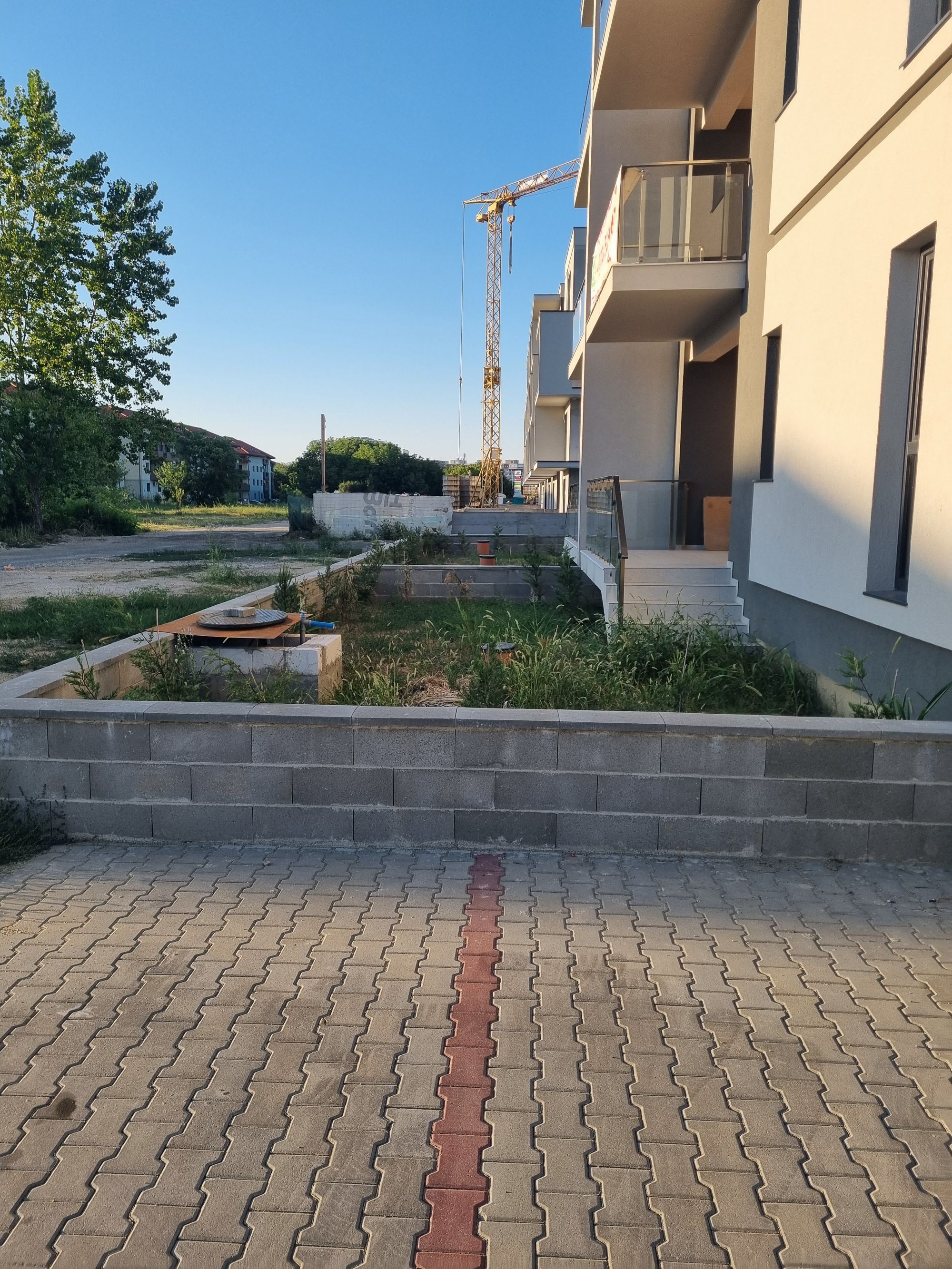 Ambrozie in Strada Mureș 155, Timișoara, Municipiu Timișoara, Județul Timiș