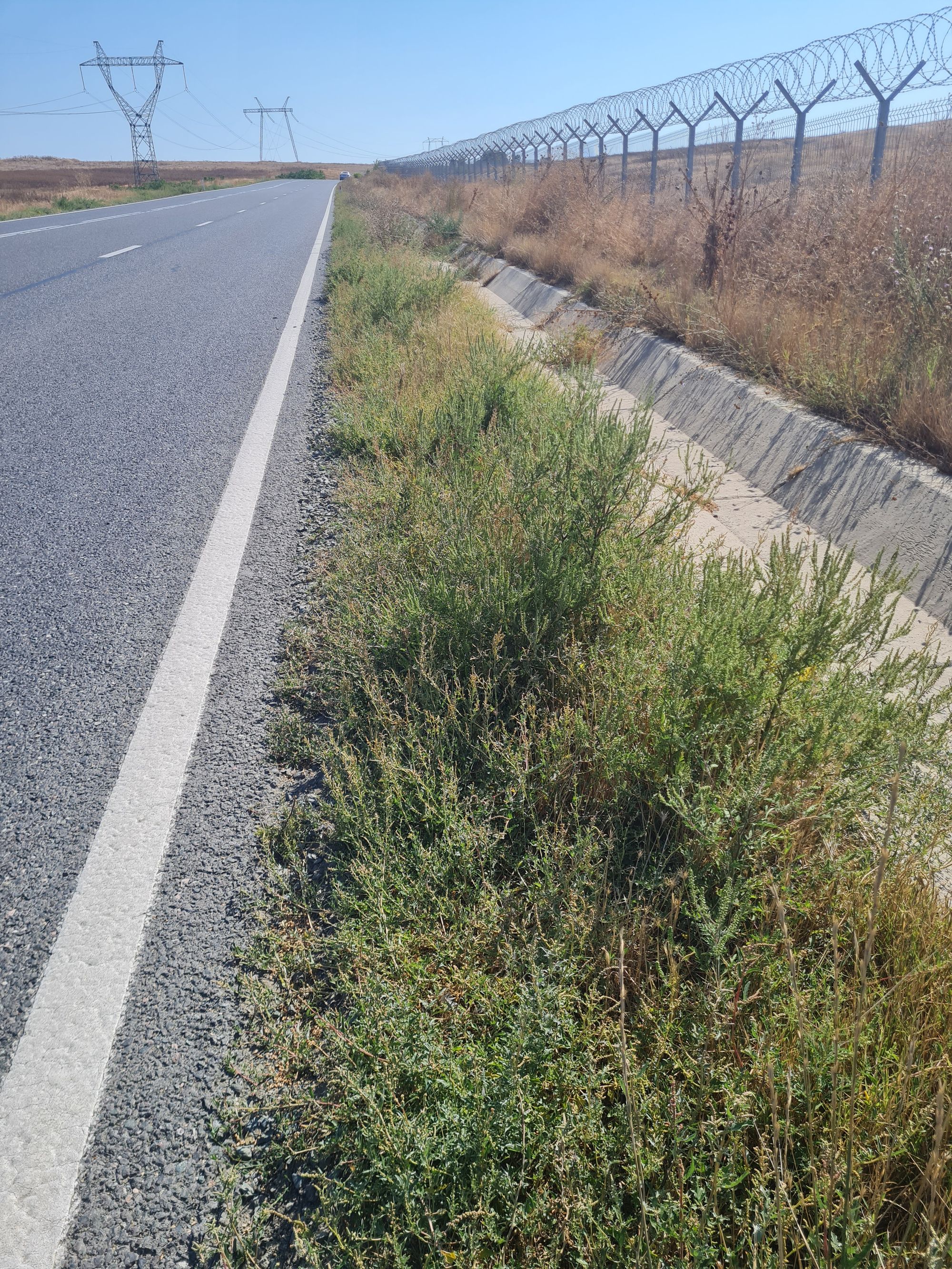 Ambrozie in Piatra, Comuna Mihail Kogălniceanu, Județul Constanța - 20250829_153114.jpg