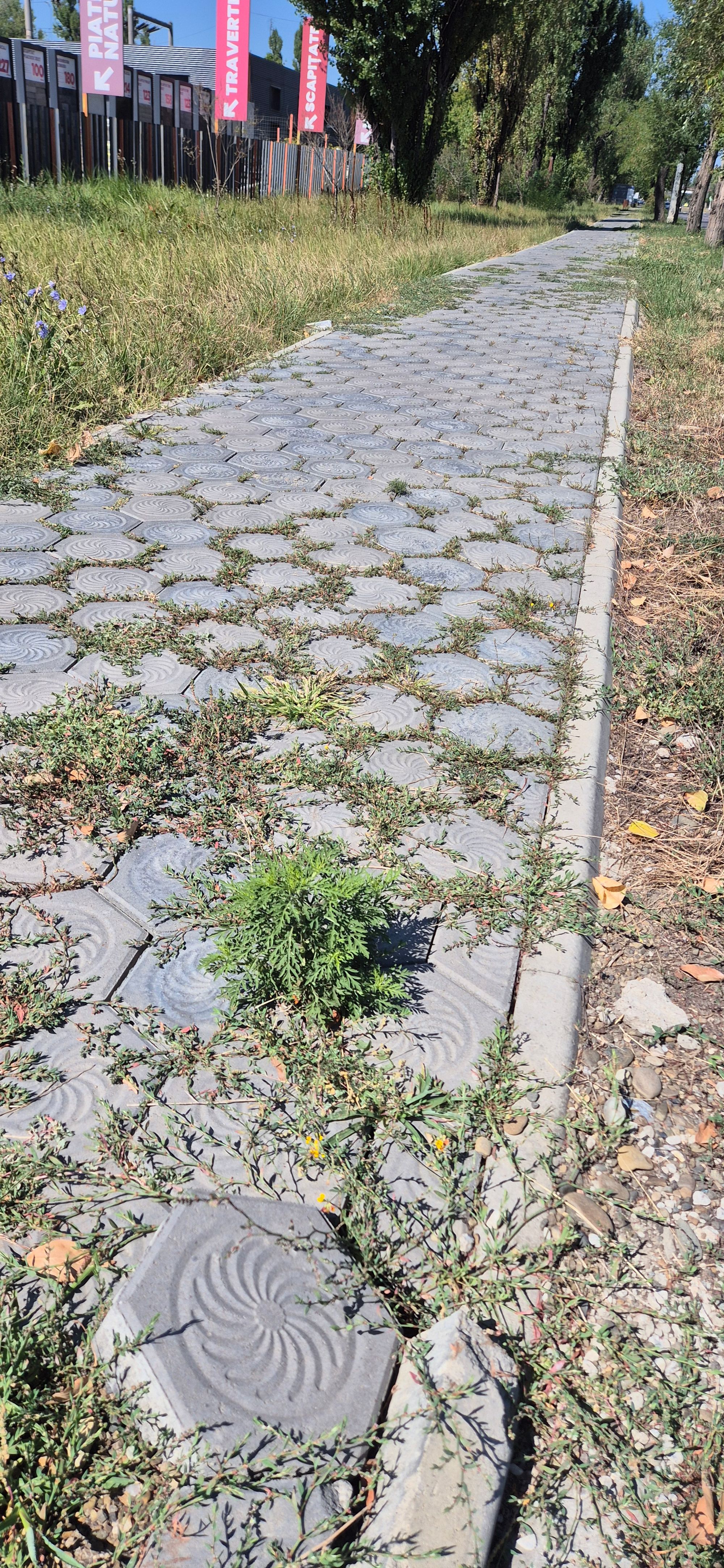 Ambrozie in Iași, Municipiu Iași, Județul Iași
