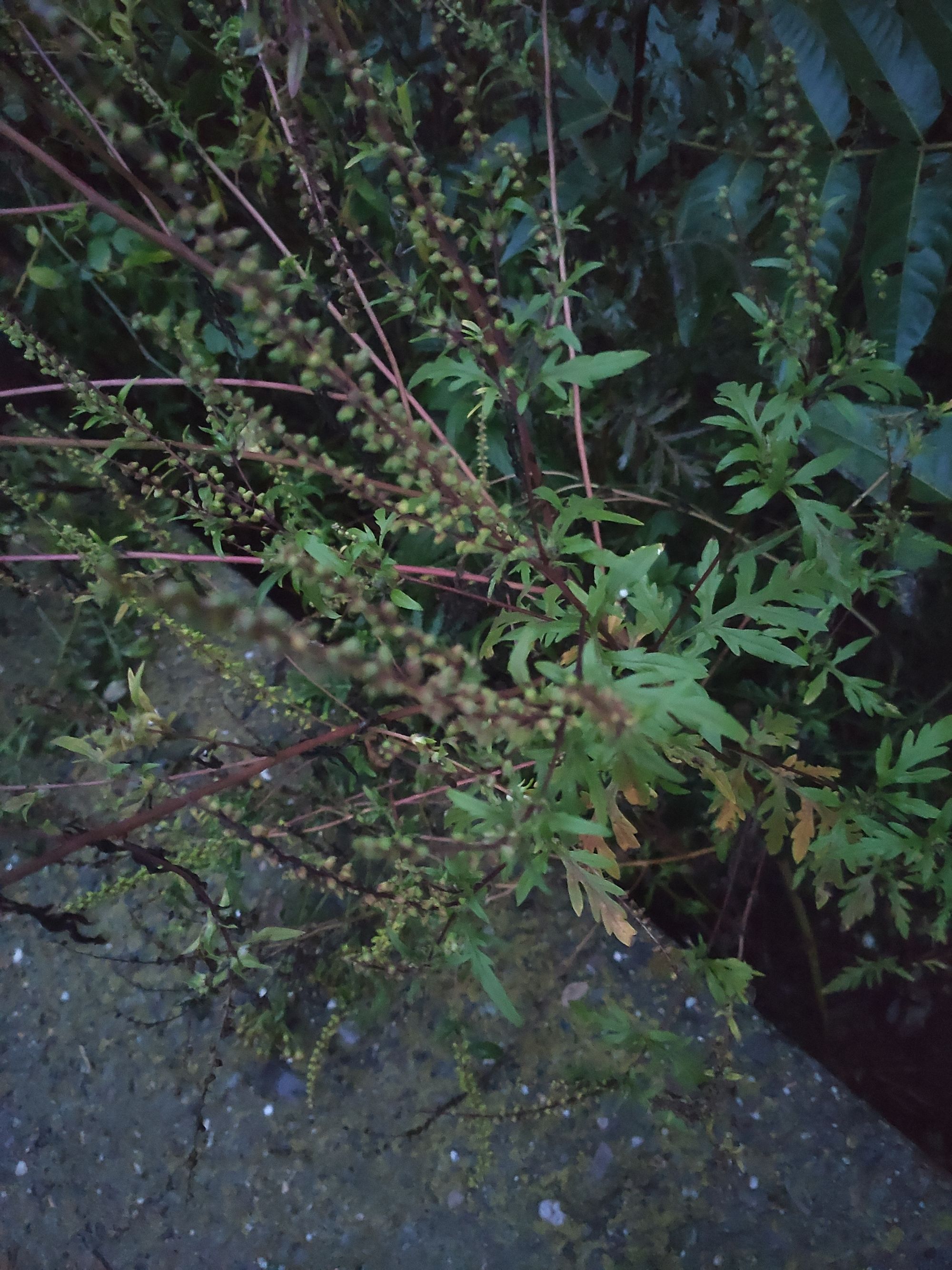 Ambrozie in Strada Râpei 16c, Iași, Municipiu Iaşi, Județul Iași - IMG_20251006_185615.jpg