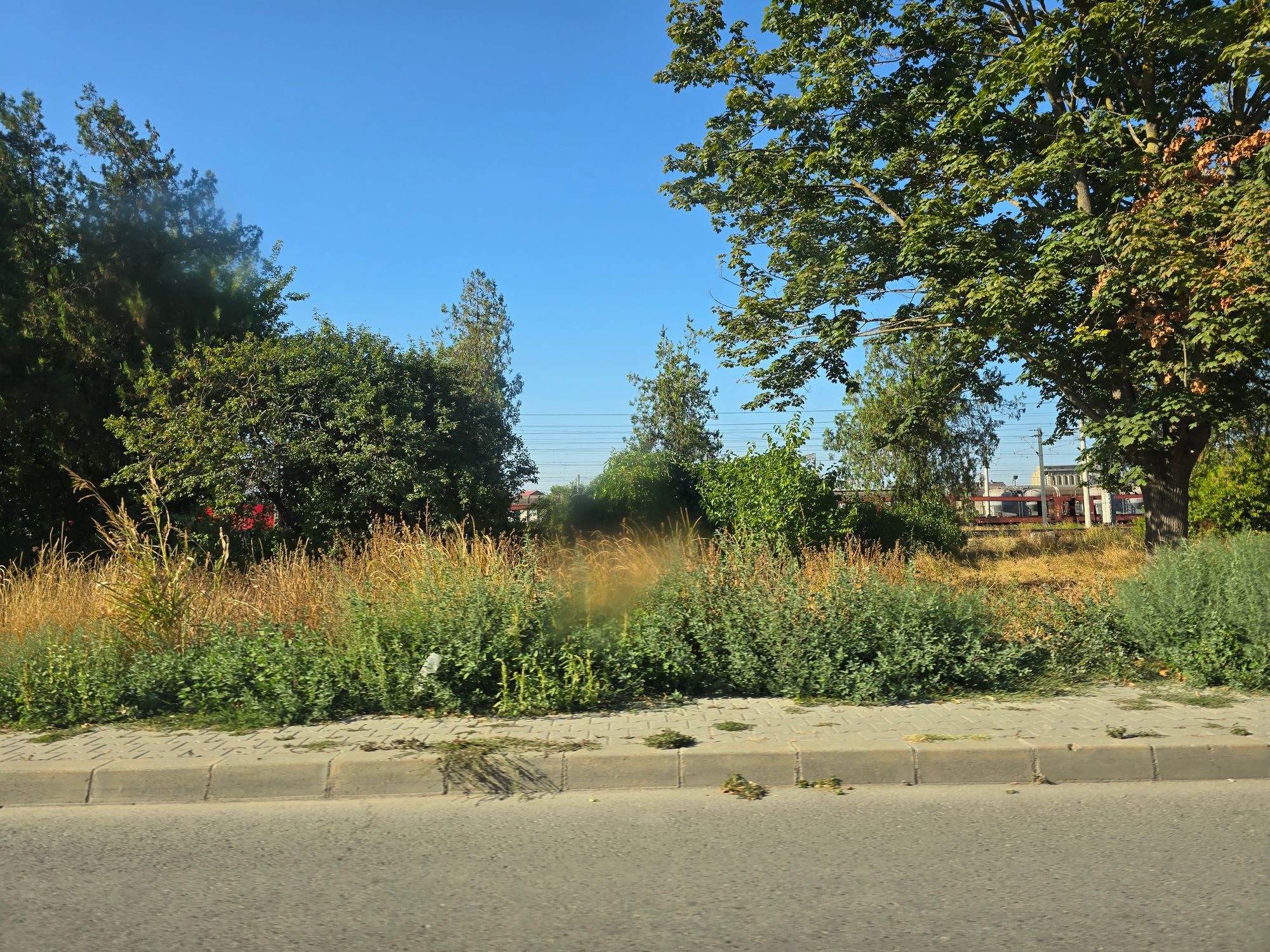 Ambrozie in Strada Vasile Lupu 53, Medgidia, Municipiu Medgidia, Județul Constanța - inbound690455838824582580.jpg