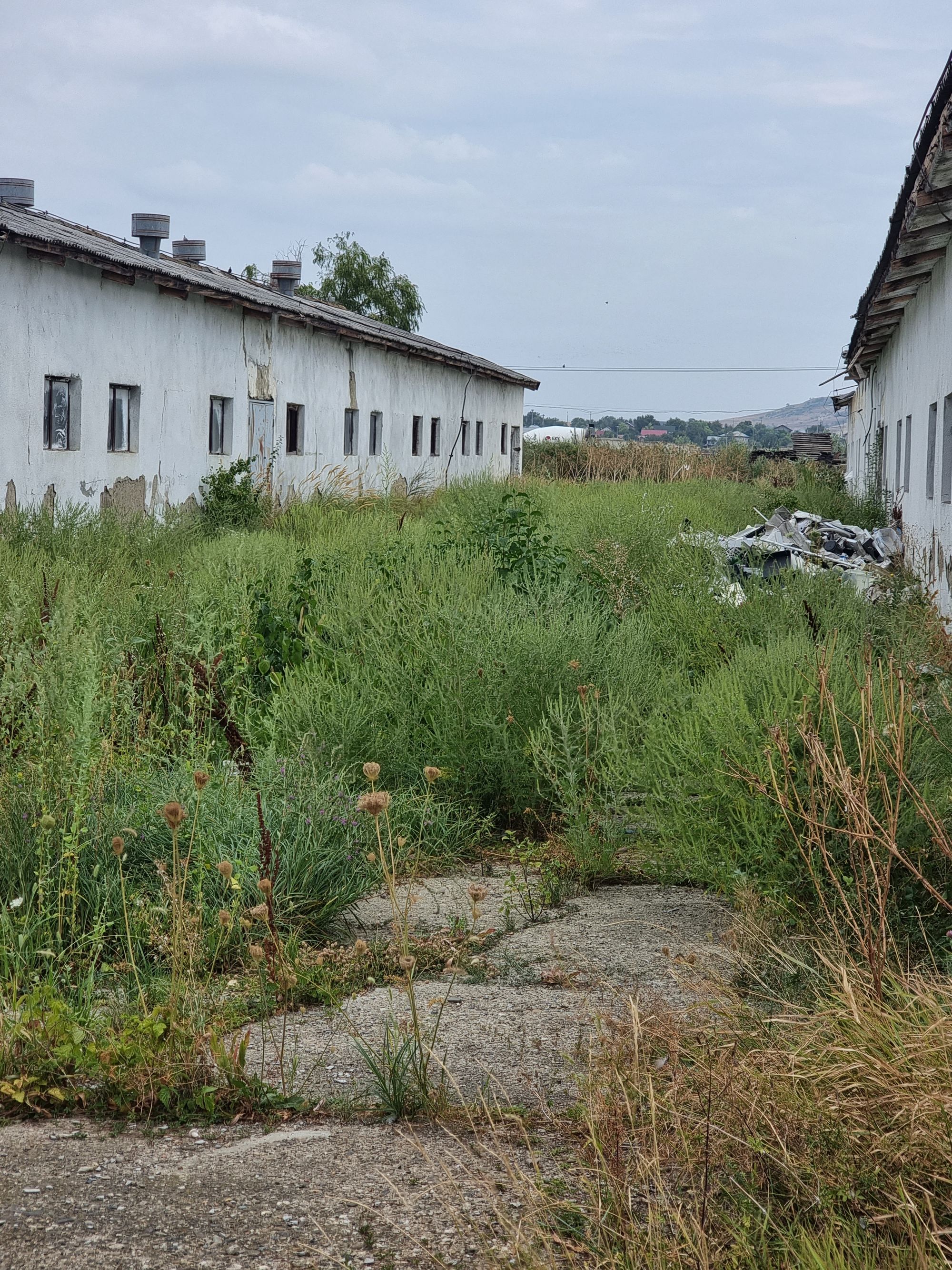 Ambrozie in Strada Șerban Cantacuzino 33, Lețcani, Comuna Lețcani, Județul Iași - 20230830_095227.jpg