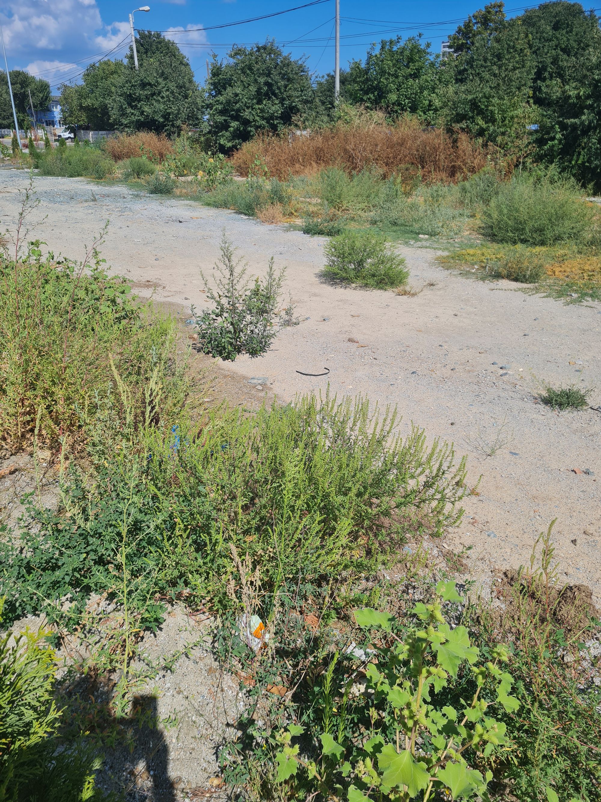 Ambrozie in Constanța, Municipiul Constanța, Județul Constanța