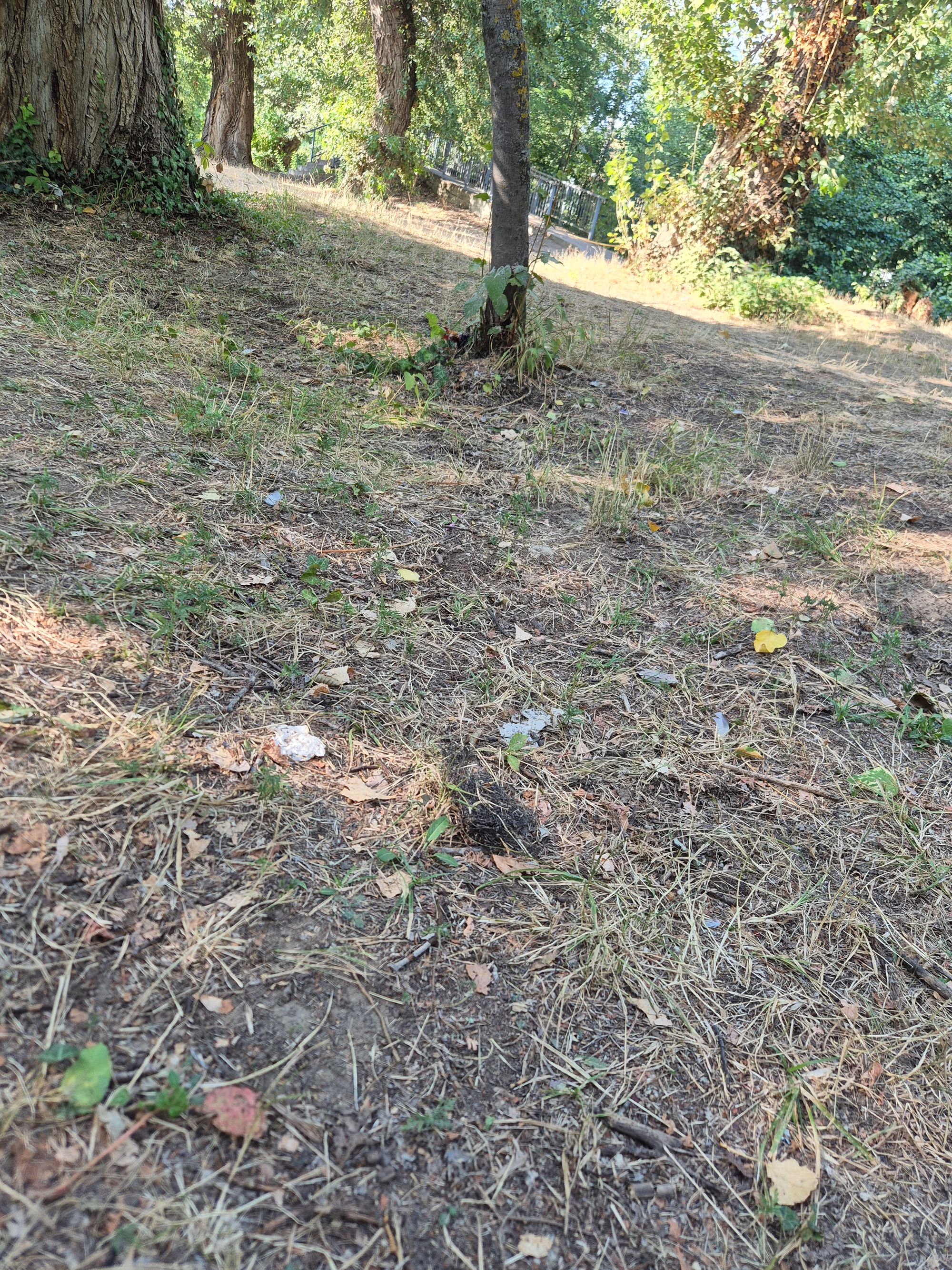 Ambrozie marcată de Simona  P în Strada Dragoș Vodă, Oradea, Municipiu Oradea, Județul Bihor