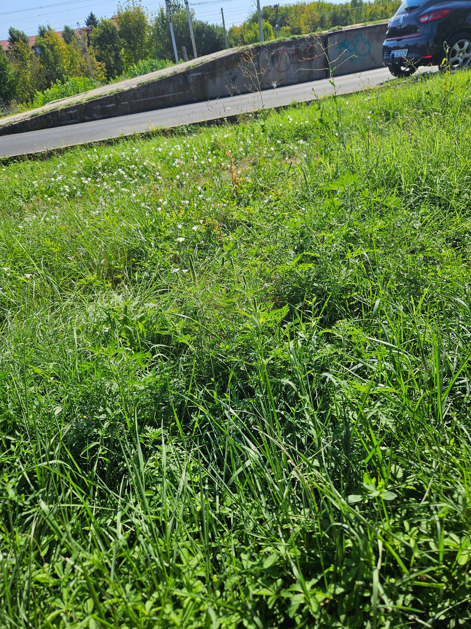 Ambrozie in Strada Liceului 5, Buftea, Oraş Buftea, Județul Ilfov - 20250816_104105.jpg