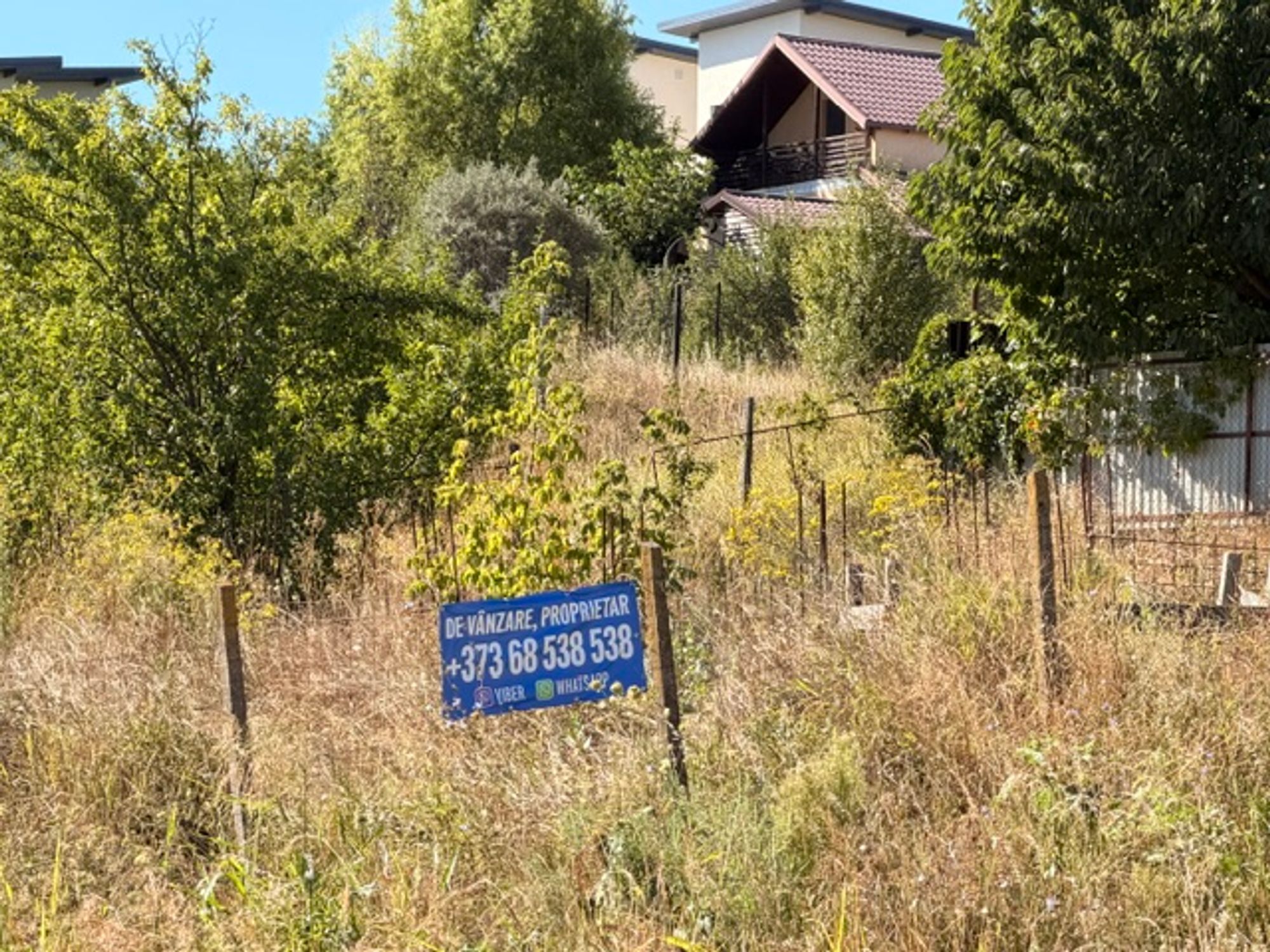 Ambrozie in Strada Primaverii 6, Rediu, Comuna Rediu, Județul Iași