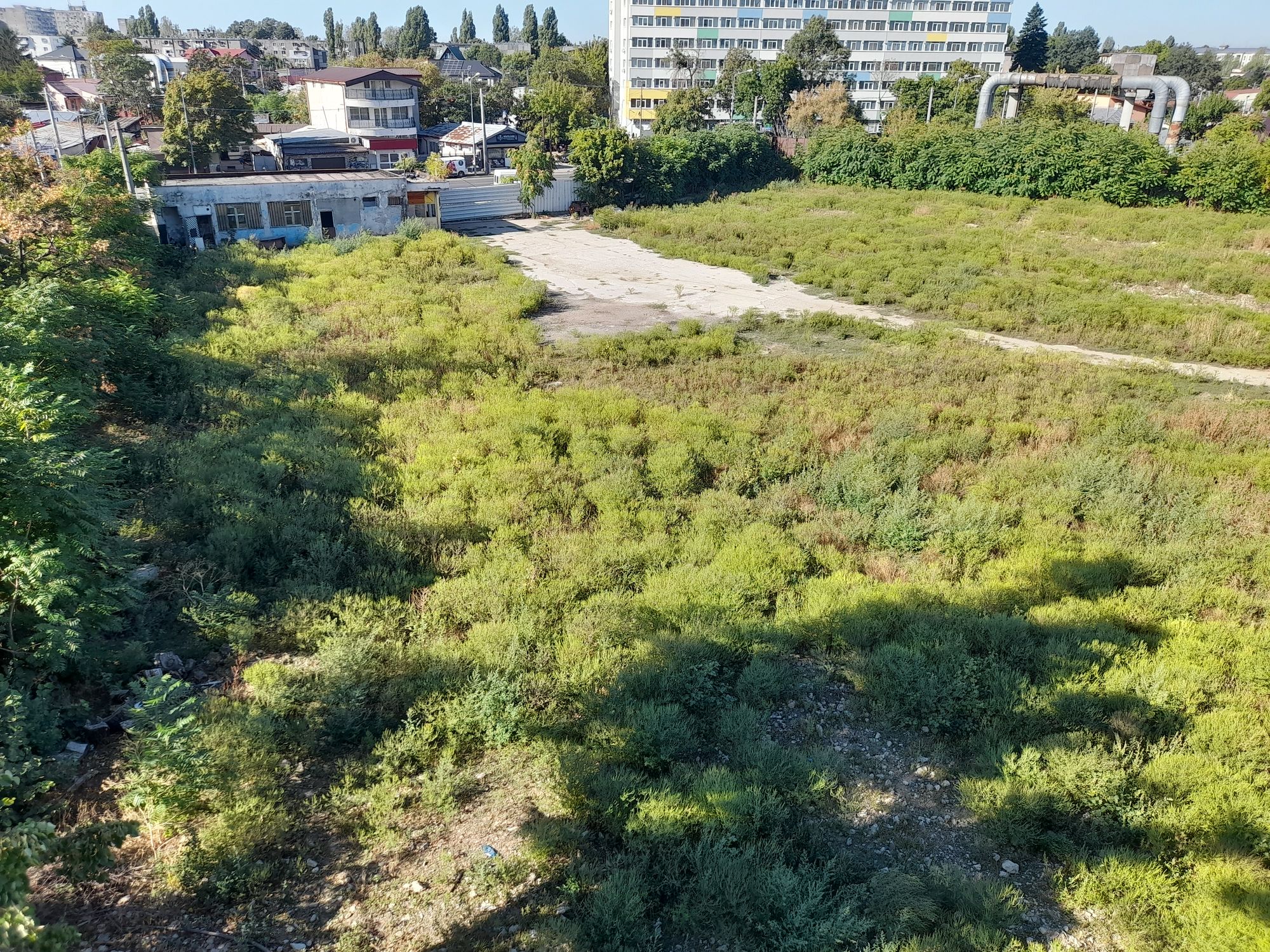 Ambrozie in Strada Toporași 22, București, Municipiul București - 20250916_100307.jpg