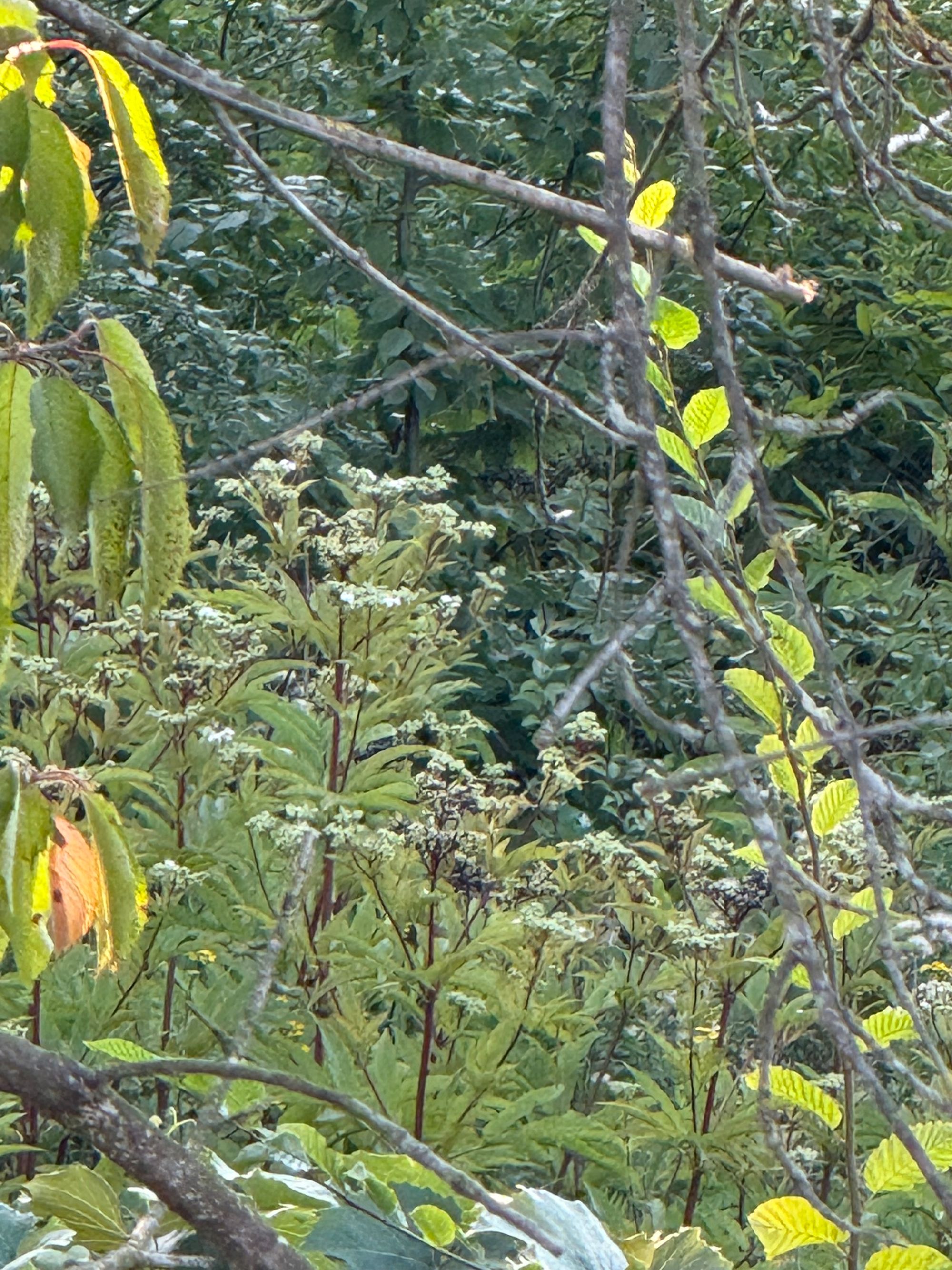 Ambrozie in Strada Schitului 99, Pitești, Municipiu Piteşti, Județul Argeș - IMG_0562.jpeg