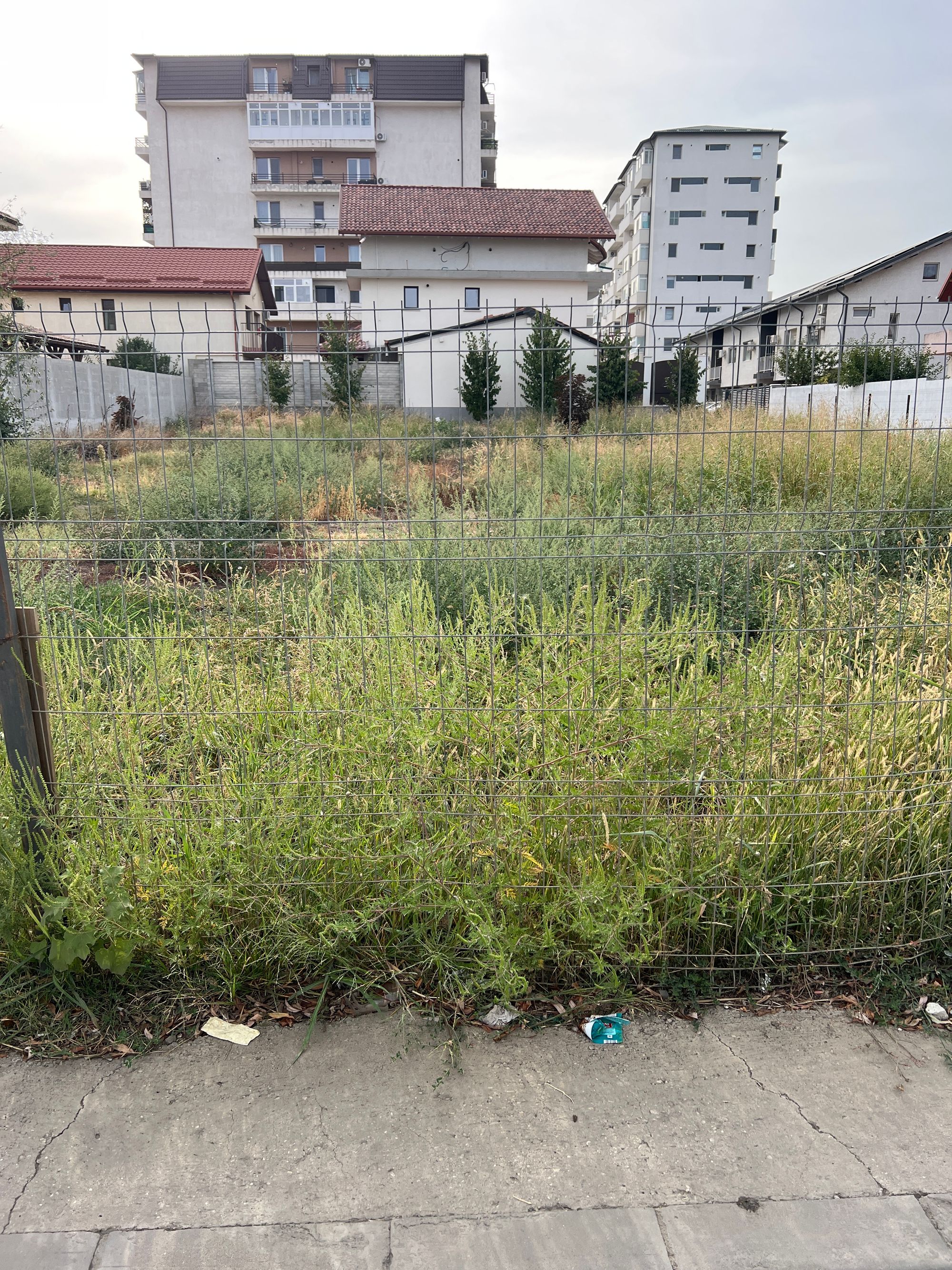 Ambrozie in Strada Weiner Palada 62, Roșu, Comuna Chiajna, Județul Ilfov - image.jpg