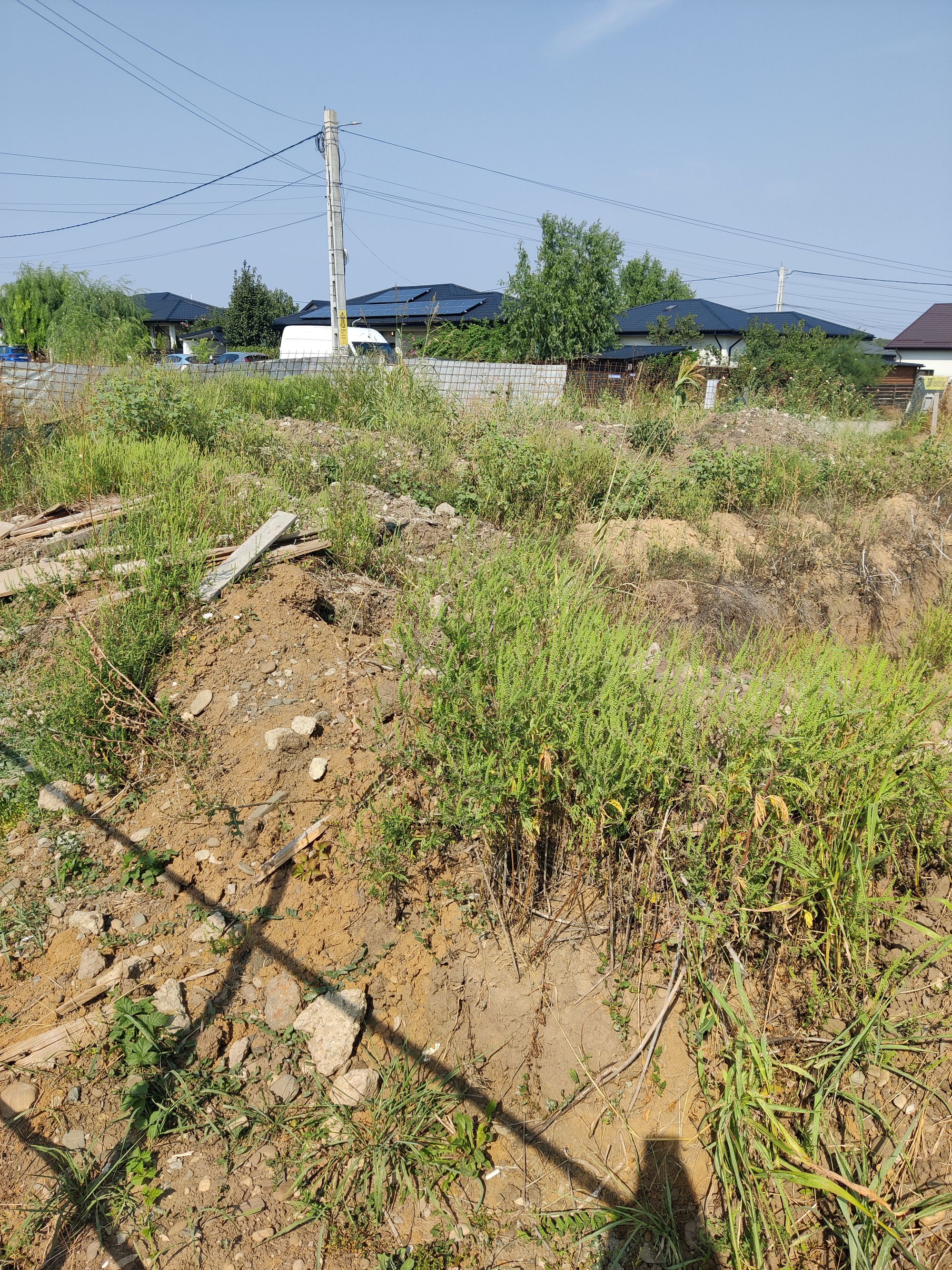 Ambrozie in Strada Mihai Eminescu 11A, Valea Ursului, Comuna Miroslava, Județul Iași - 1000041862.jpg