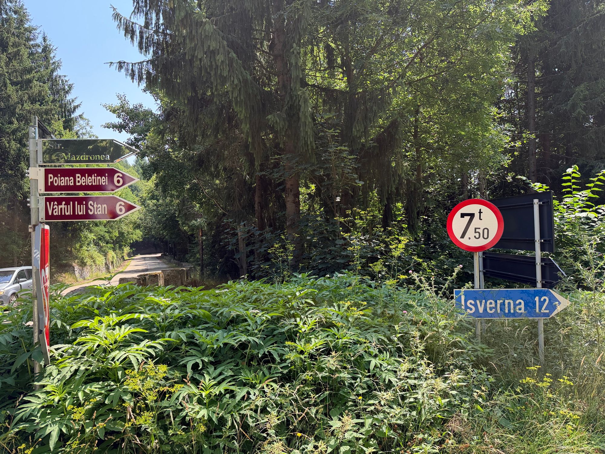 Ambrozie in Strada Principală 1, Godeanu, Comuna Obârșia-Cloșani, Județul Mehedinți - IMG_5762.jpeg