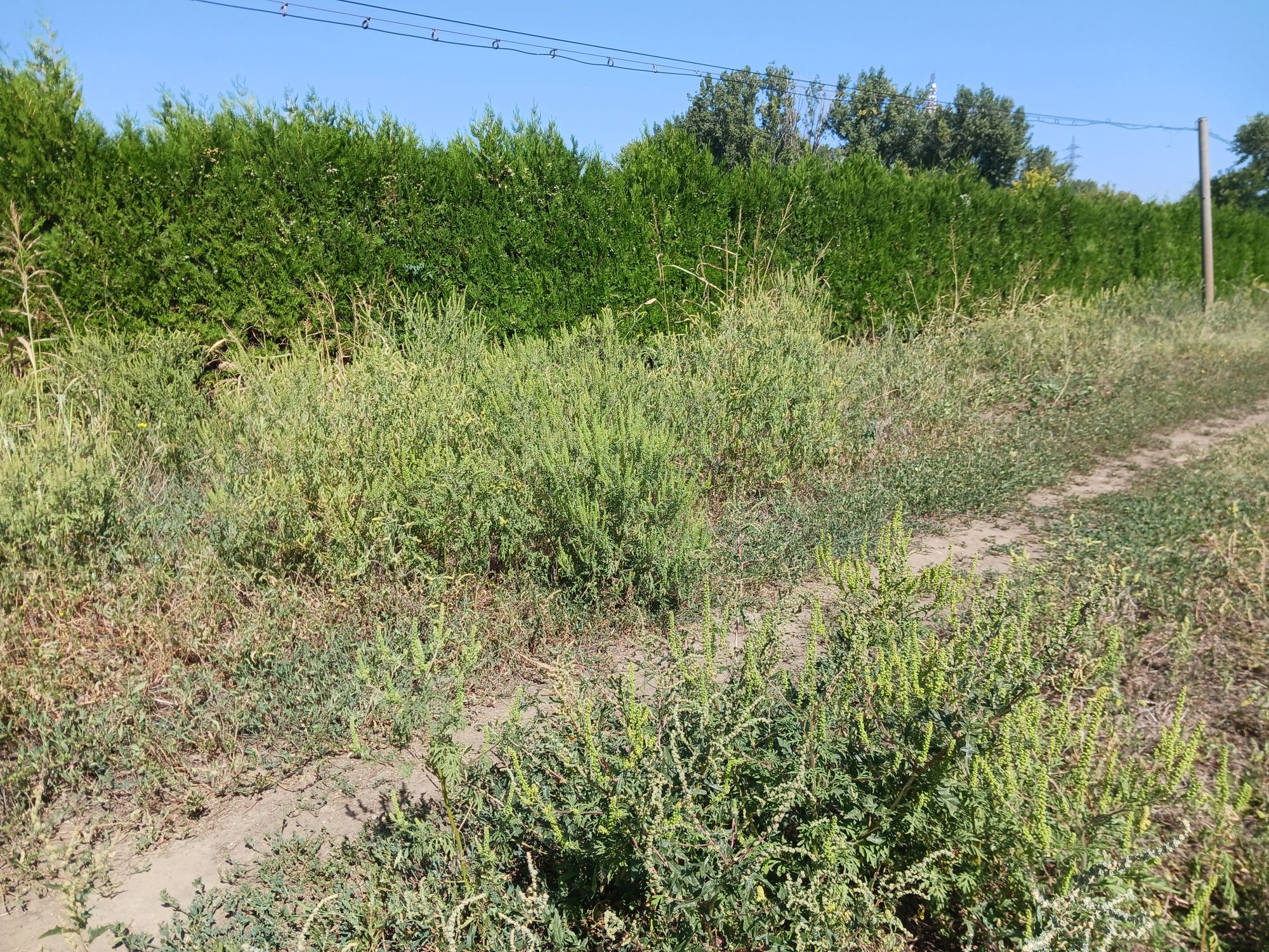 Ambrozie in Strada Jiului 52, Galați, Municipiu Galaţi, Județul Galați - 16942482168149043467771249774777.jpg
