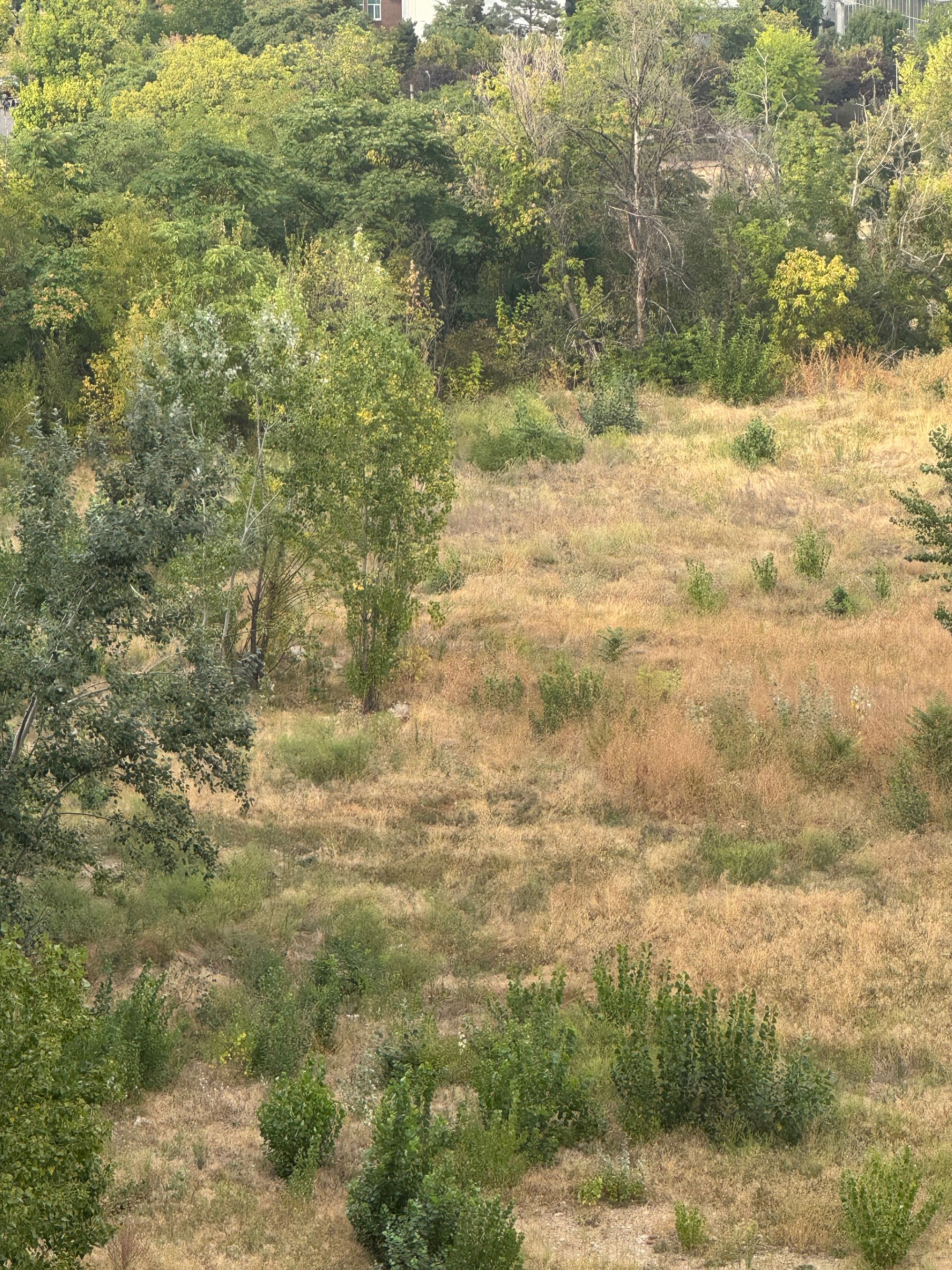 Ambrozie in Bulevardul Iuliu Maniu 6R, București, Municipiul București - IMG_0116.jpeg