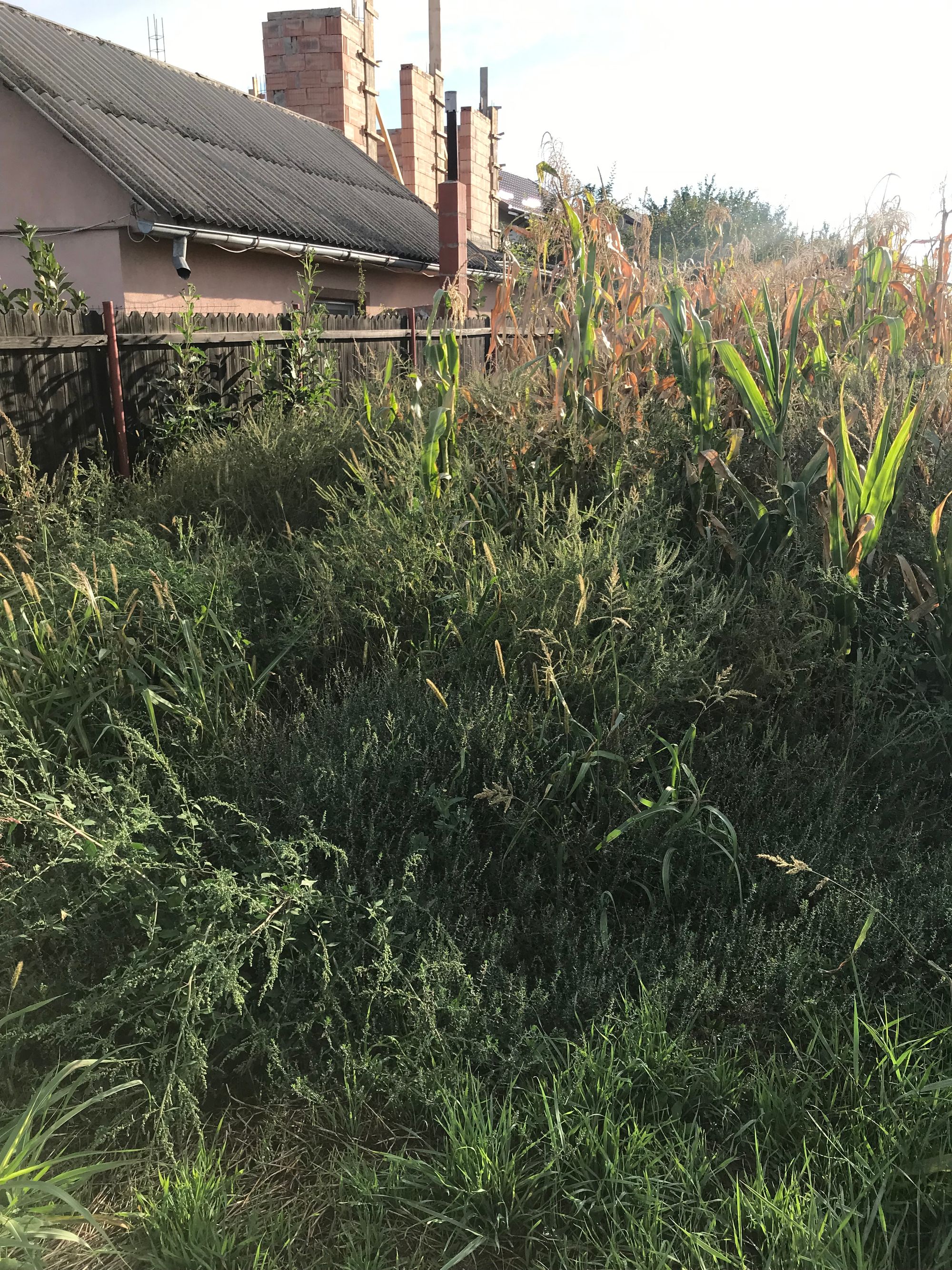 Ambrozie in Street Bradului 21, Comuna Ciurea, Județul Iași - 837879CA-7EF0-4D1E-9874-A444E955D5F3.jpeg