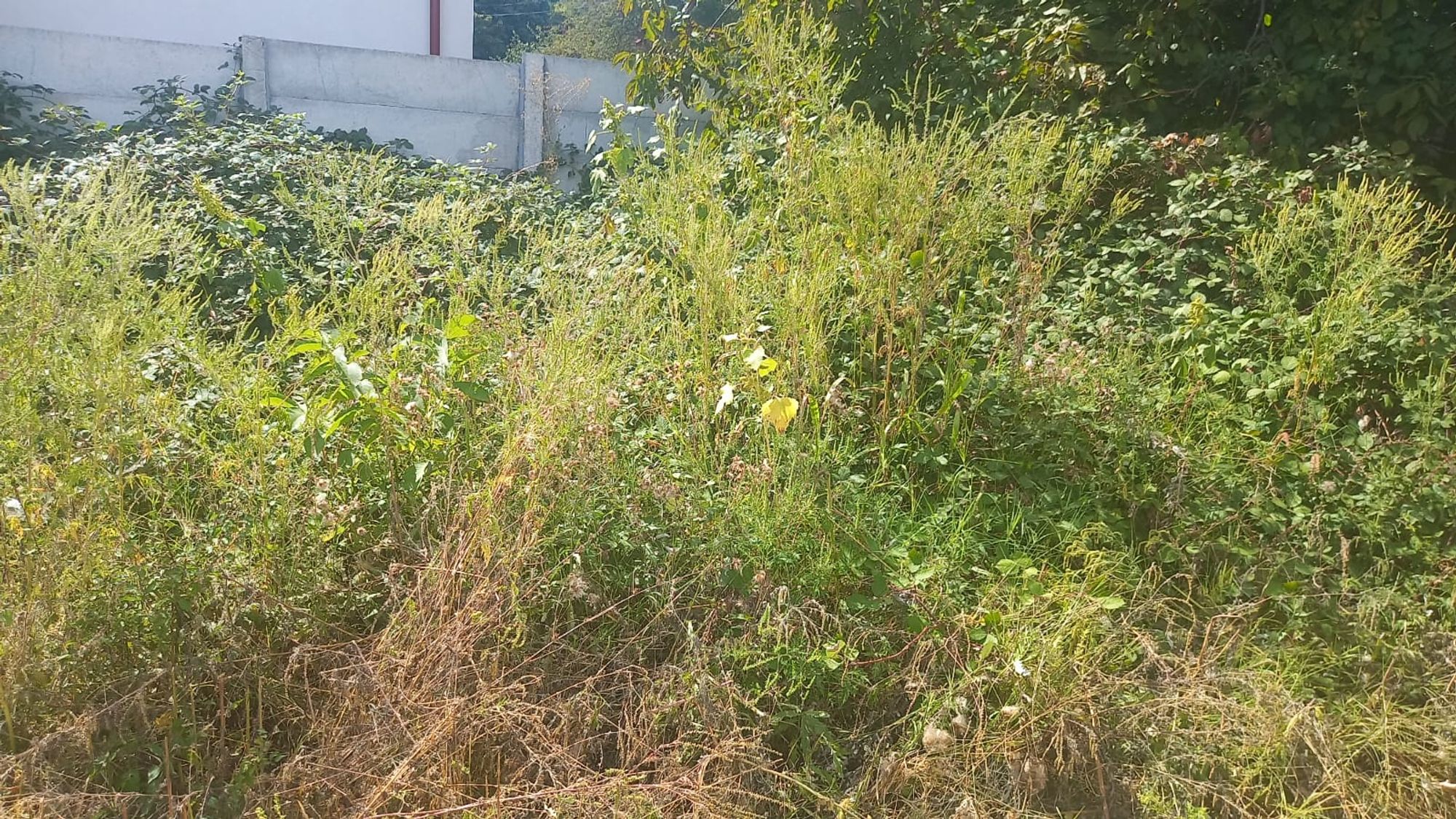 Ambrozie in Intrarea Bubica 77090, Domnești, Comuna Domnești, Județul Ilfov - 9978b54d-b8ac-4387-b8b2-781c924ce758.jfif