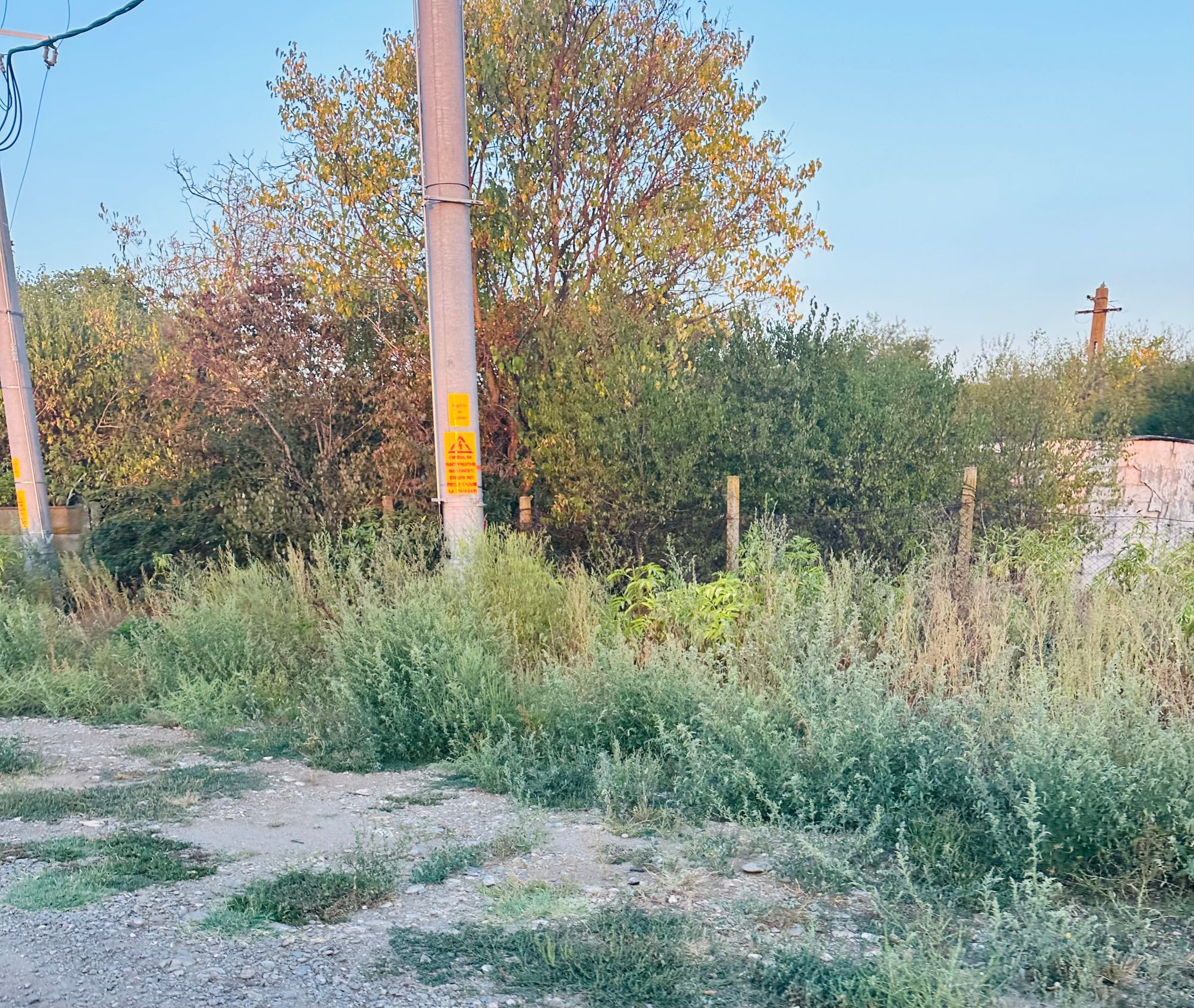 Ambrozie in Str. Primăverii 2, Ariceștii Rahtivani, Comuna Ariceștii Rahtivani, Județul Prahova - IMG_8569.jpeg